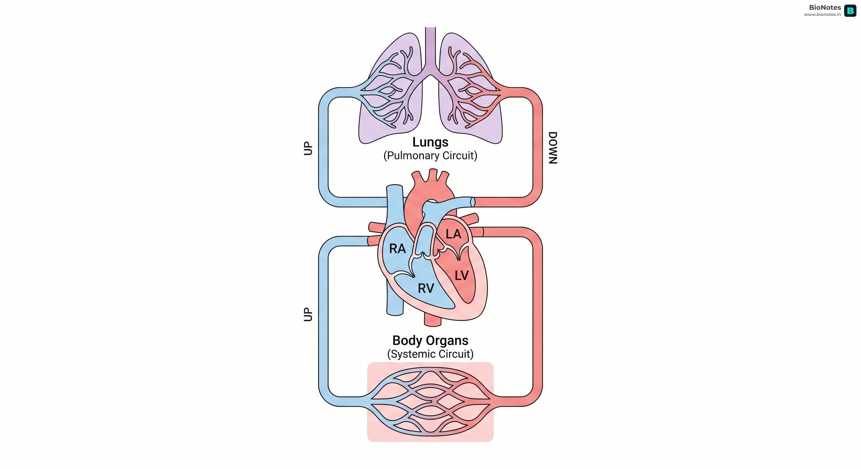 Double Circulation