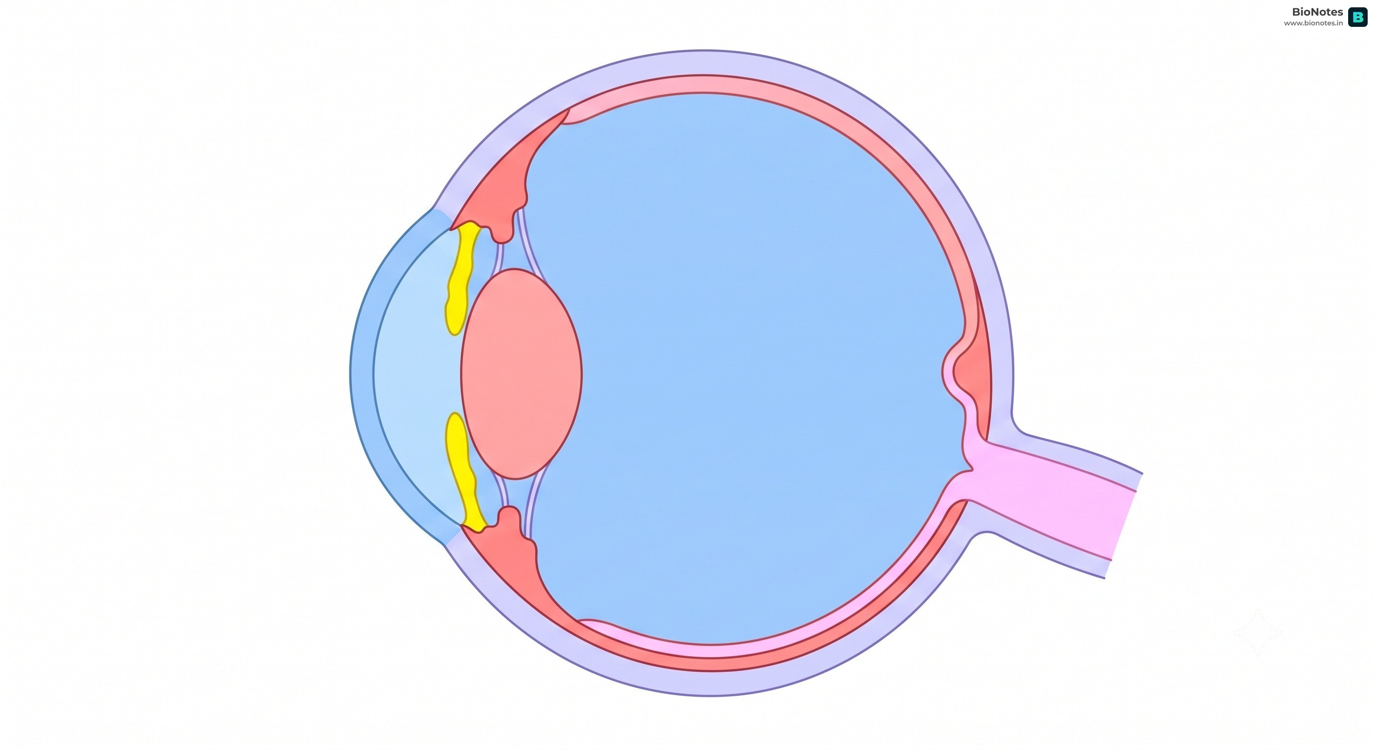 Human Eye