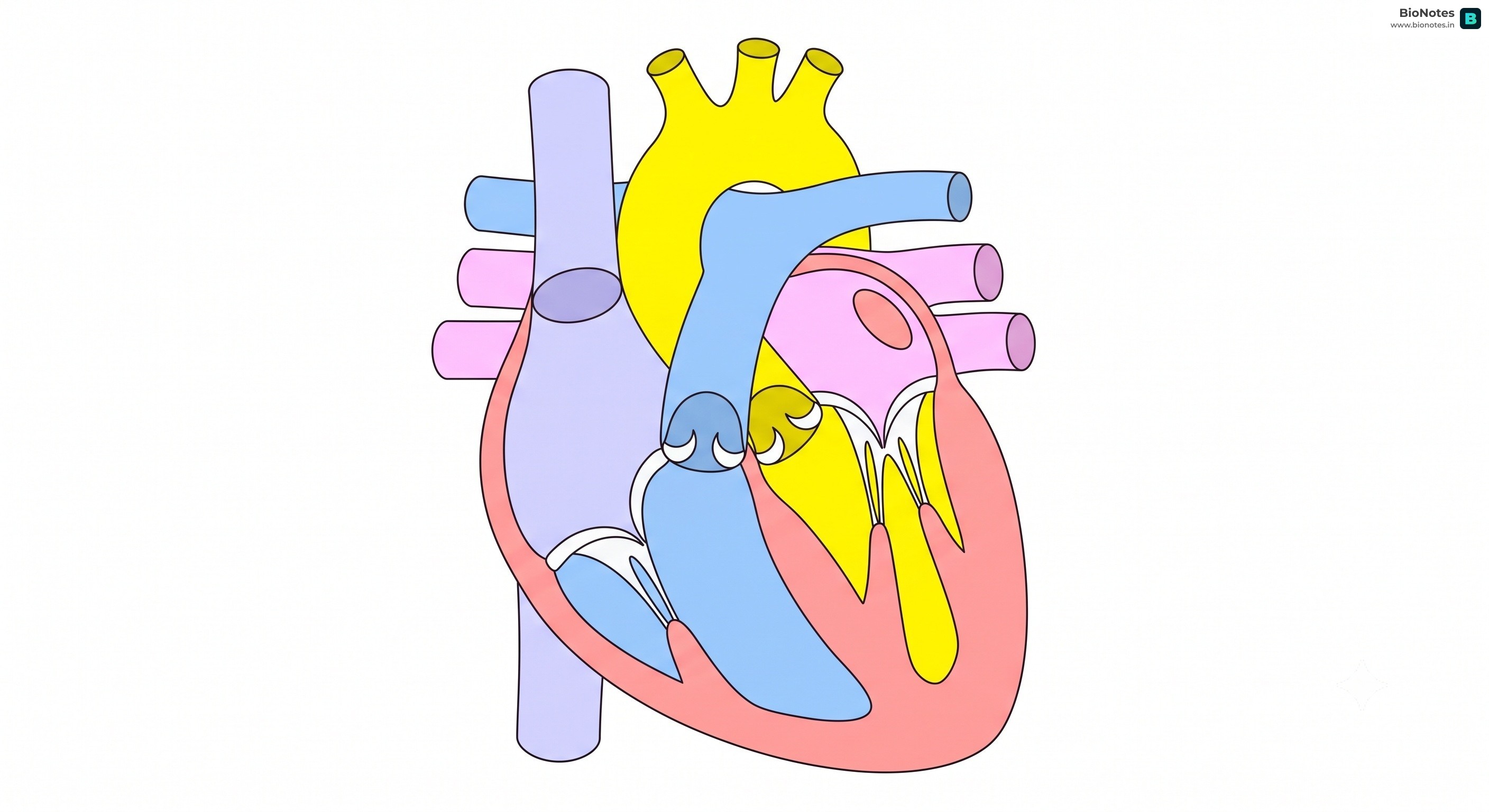 Human Heart