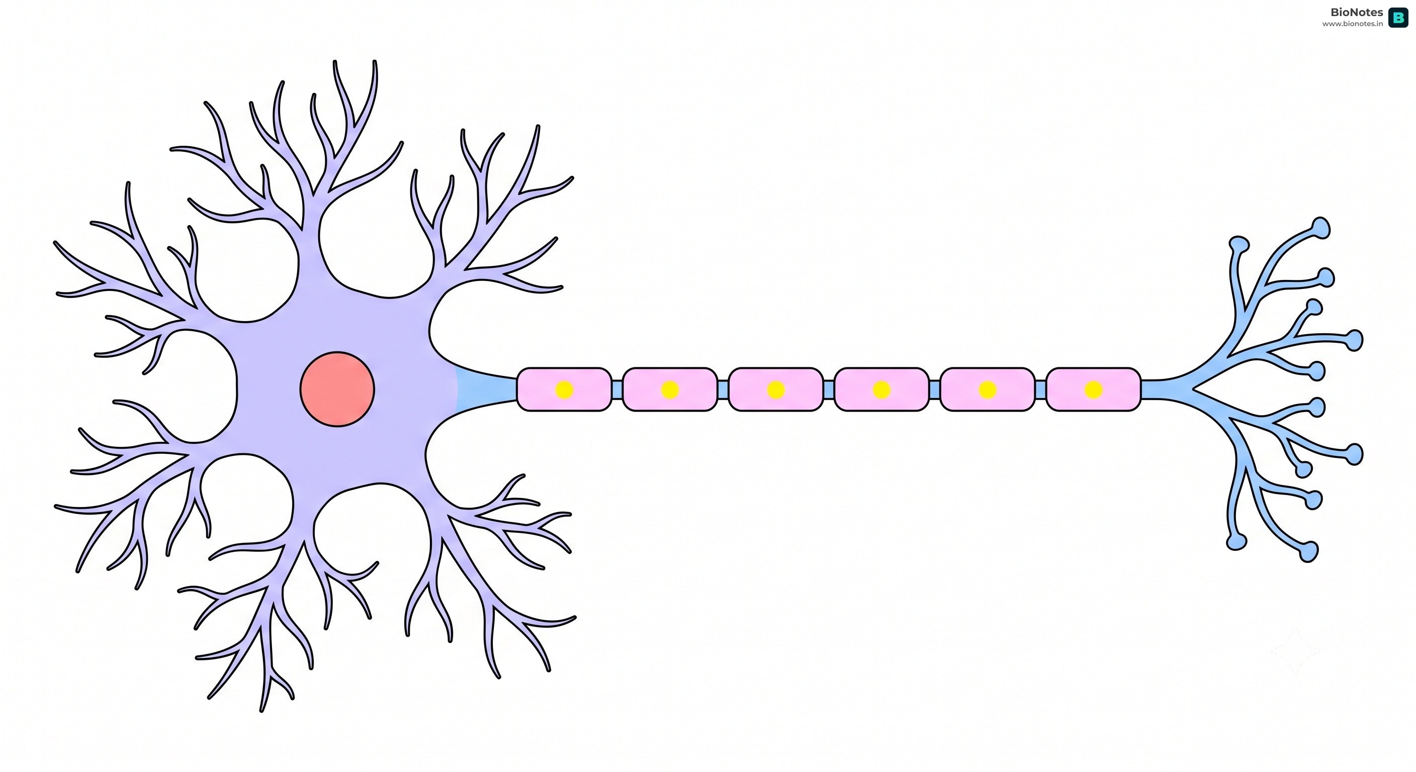 Neuron