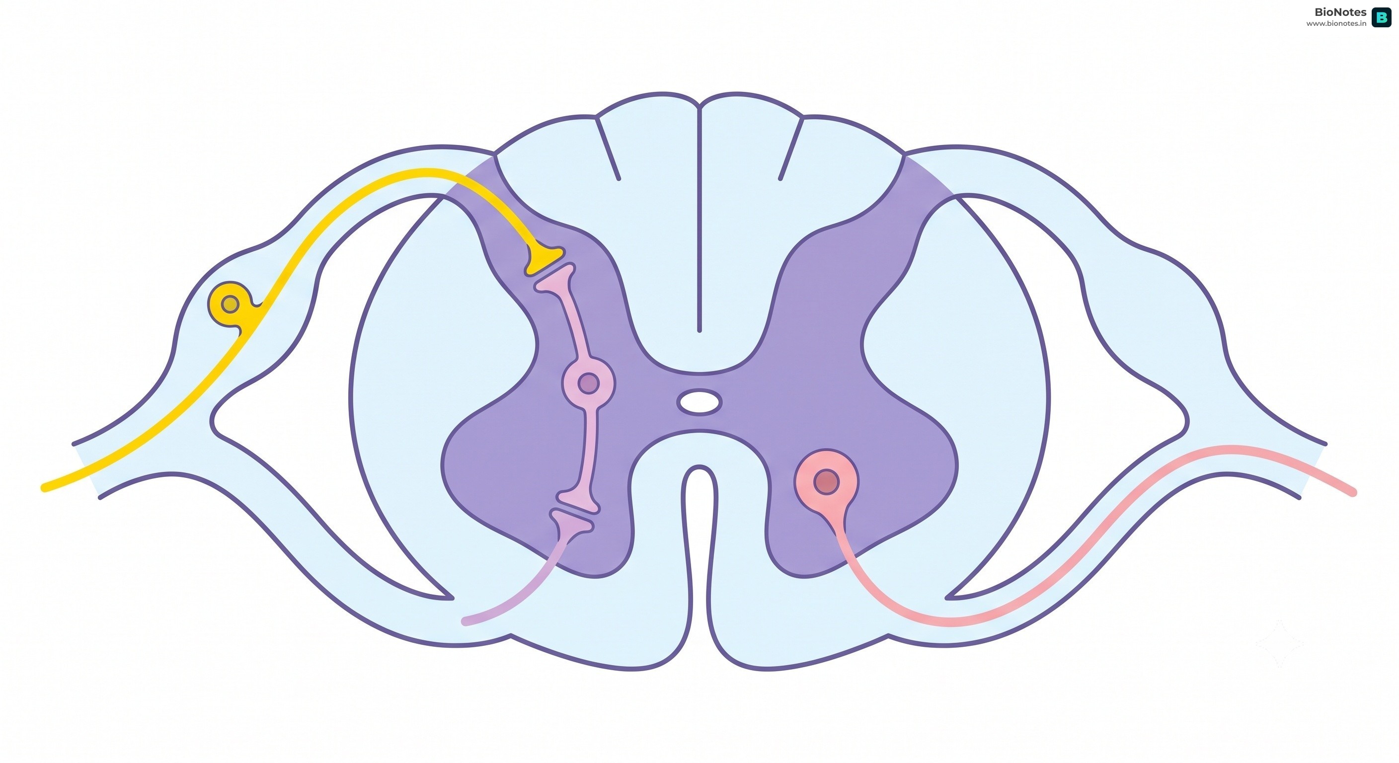 Reflex Arc