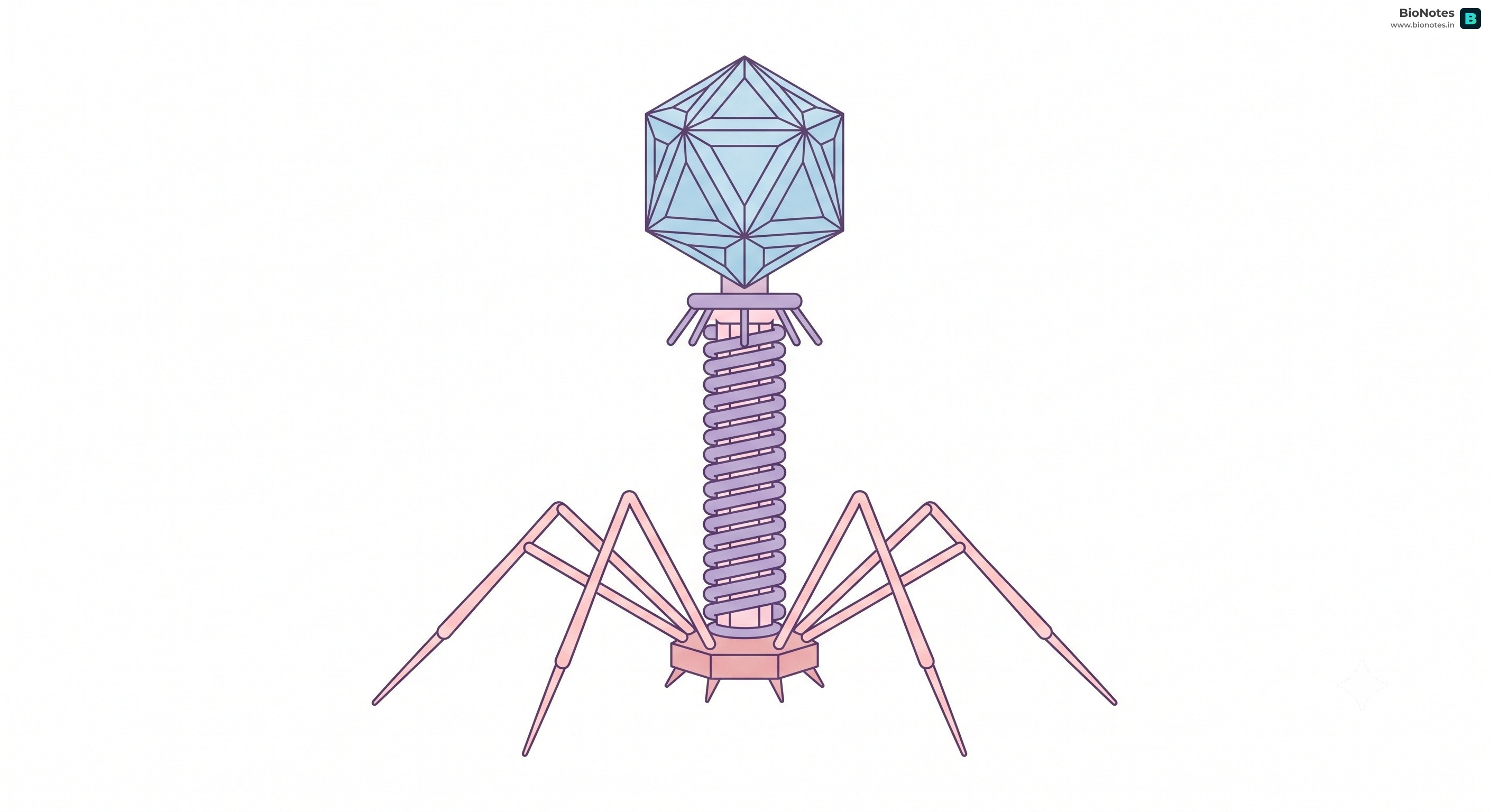 Bacteriophage