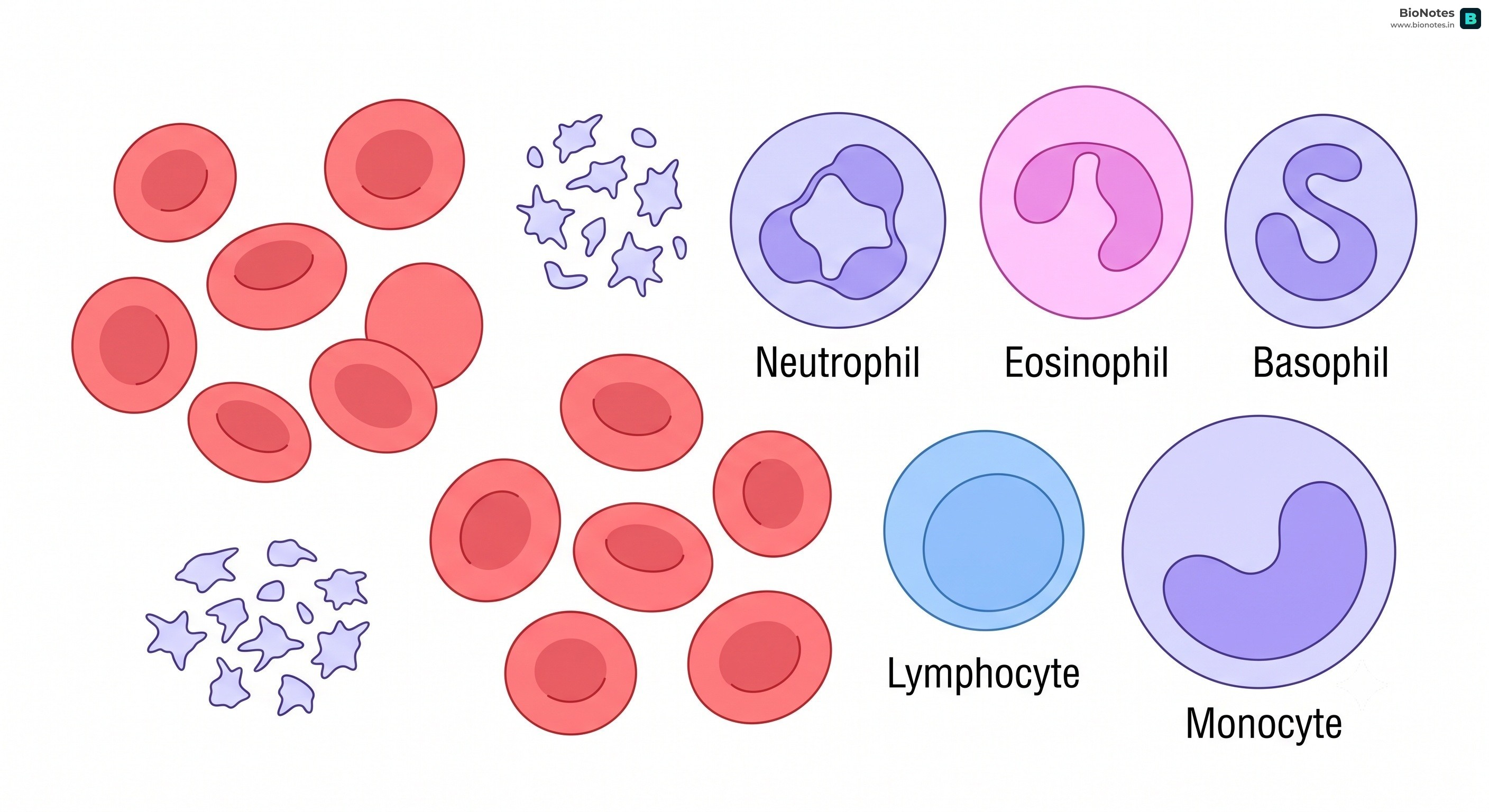 Blood Cells
