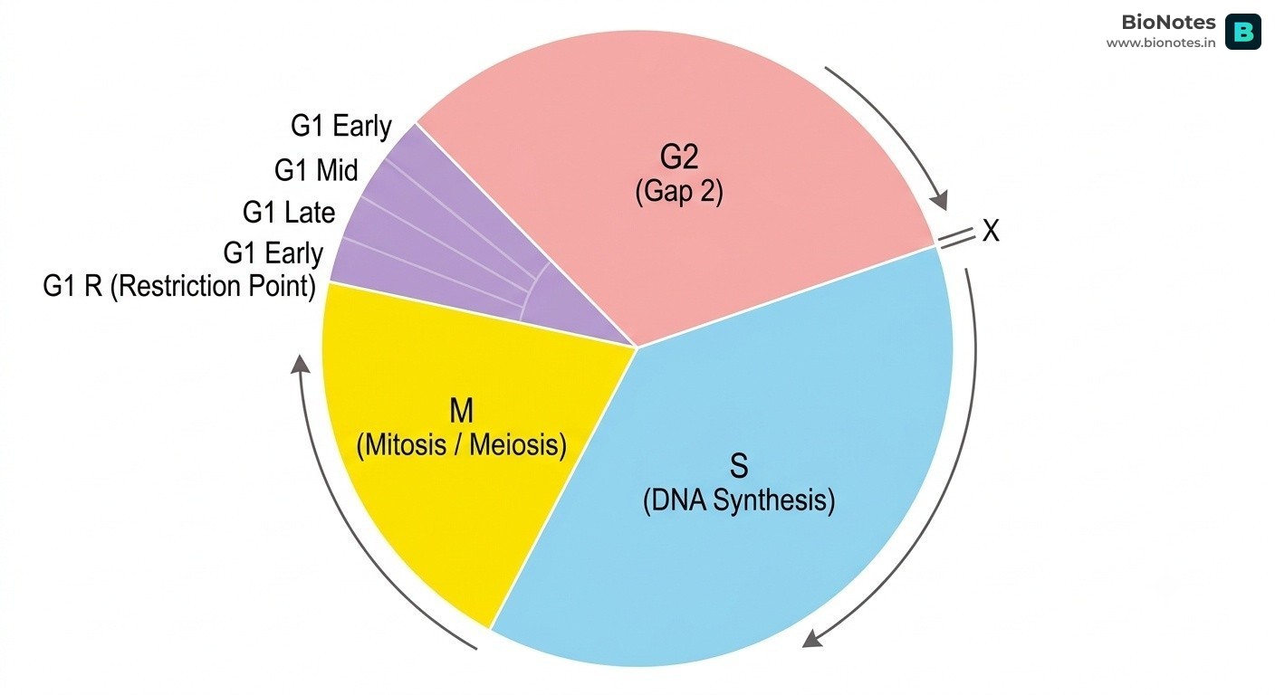 Cell Cycle Pie