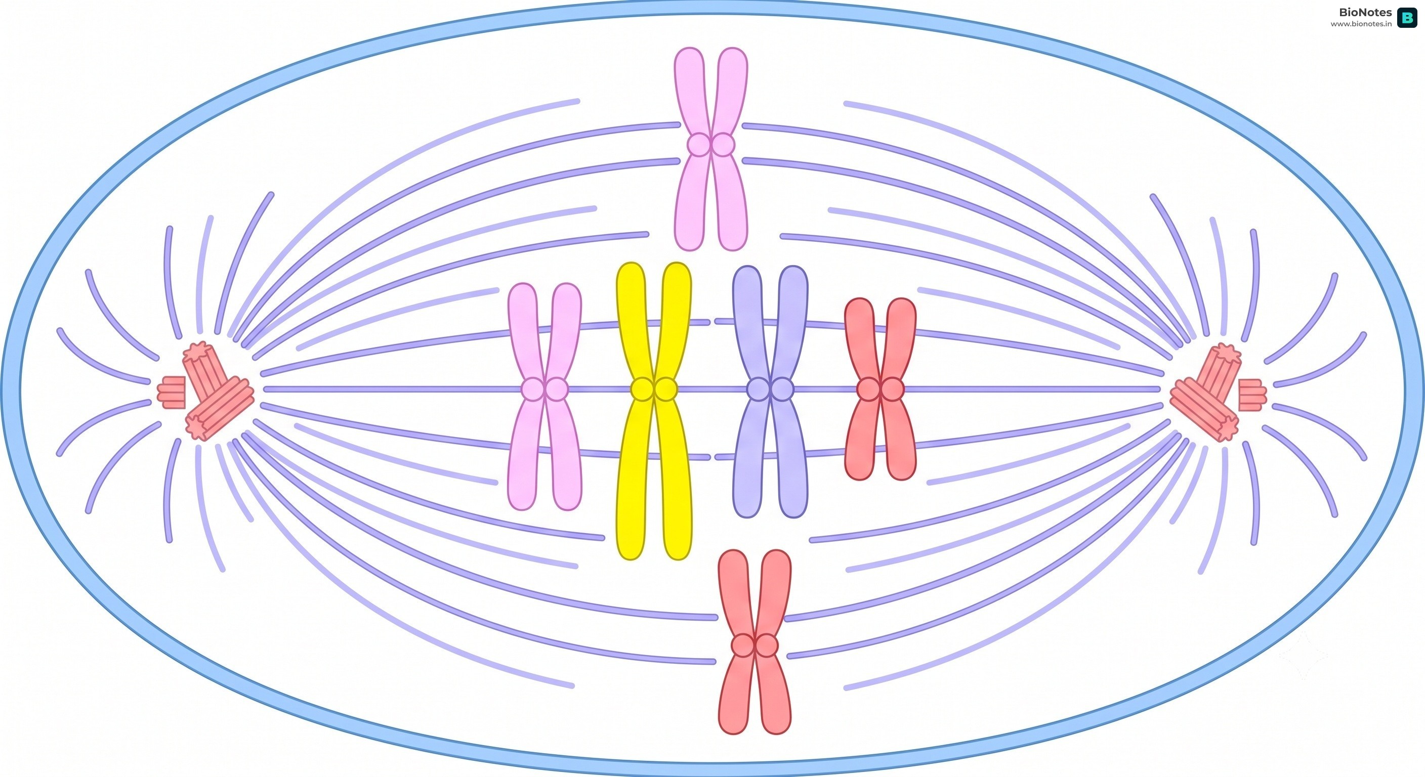 Cell In Metaphase