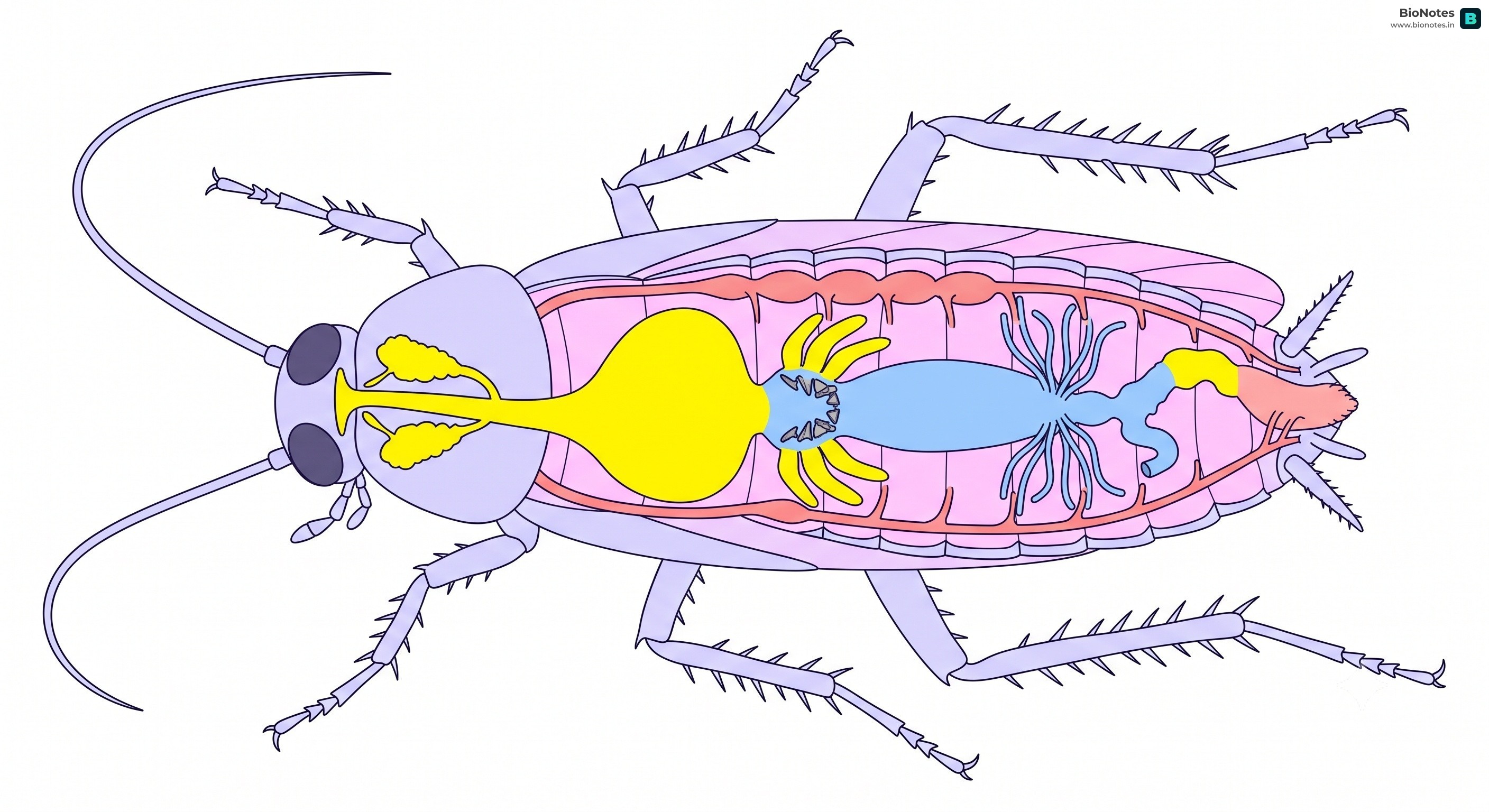 Cockroach