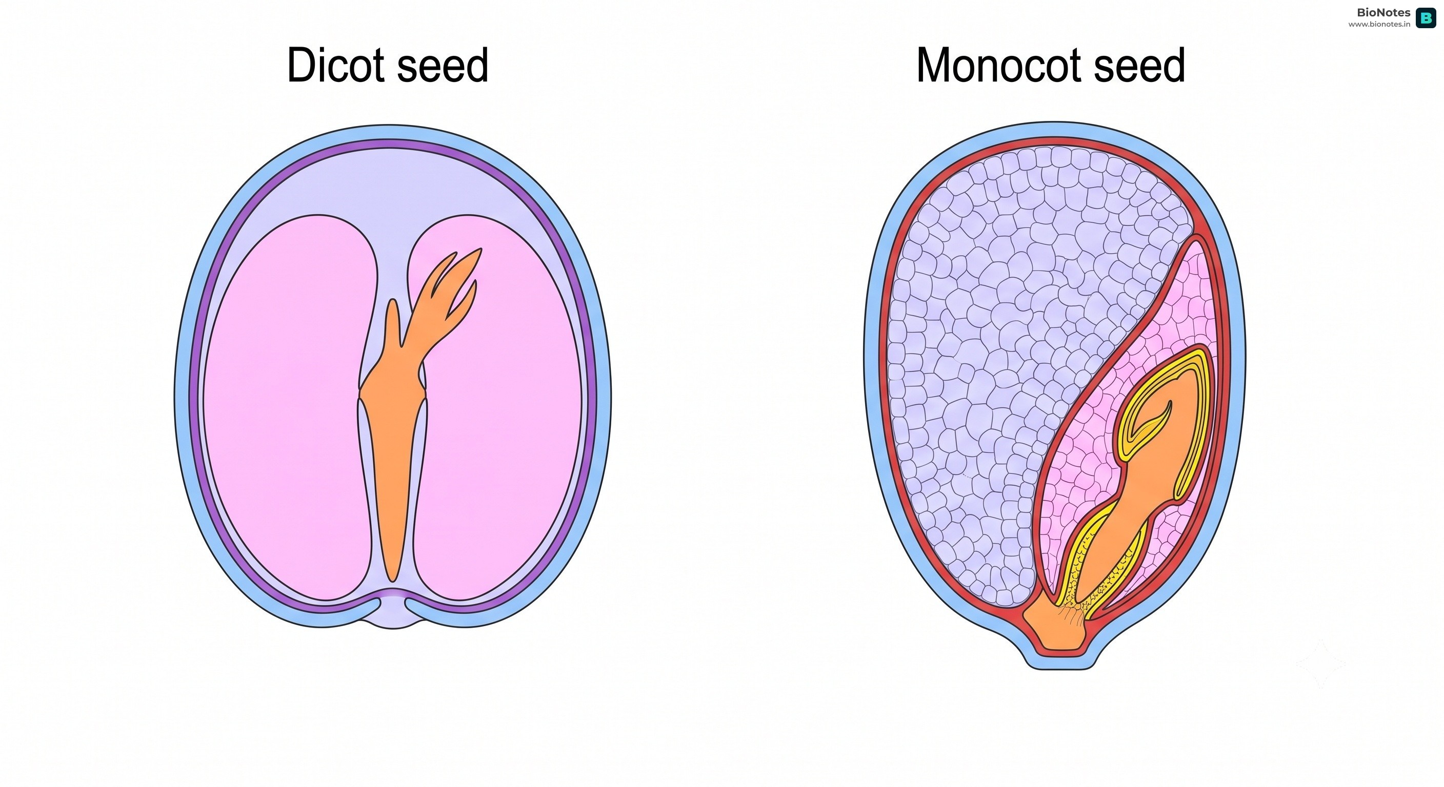Dicot Monocot Seed
