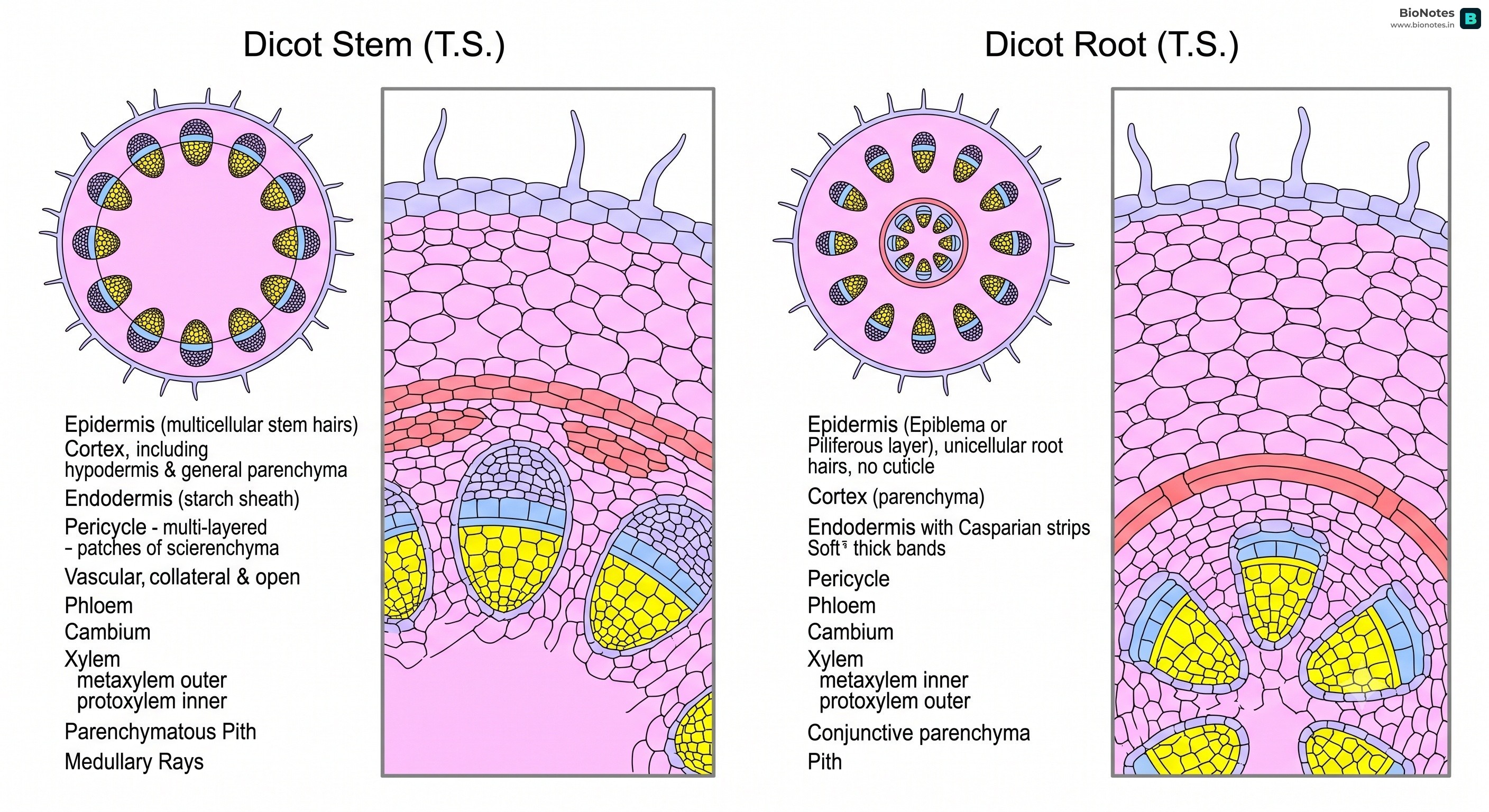 Dicot Stem Root Dissected