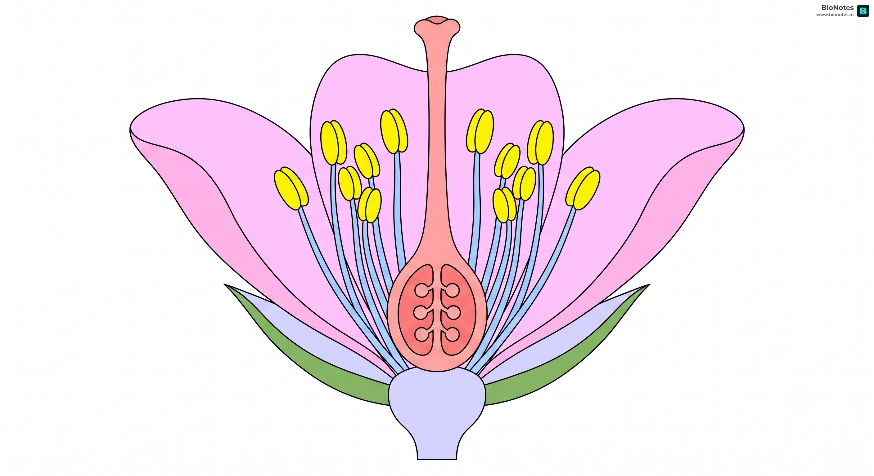 Dissected Ideal Flower