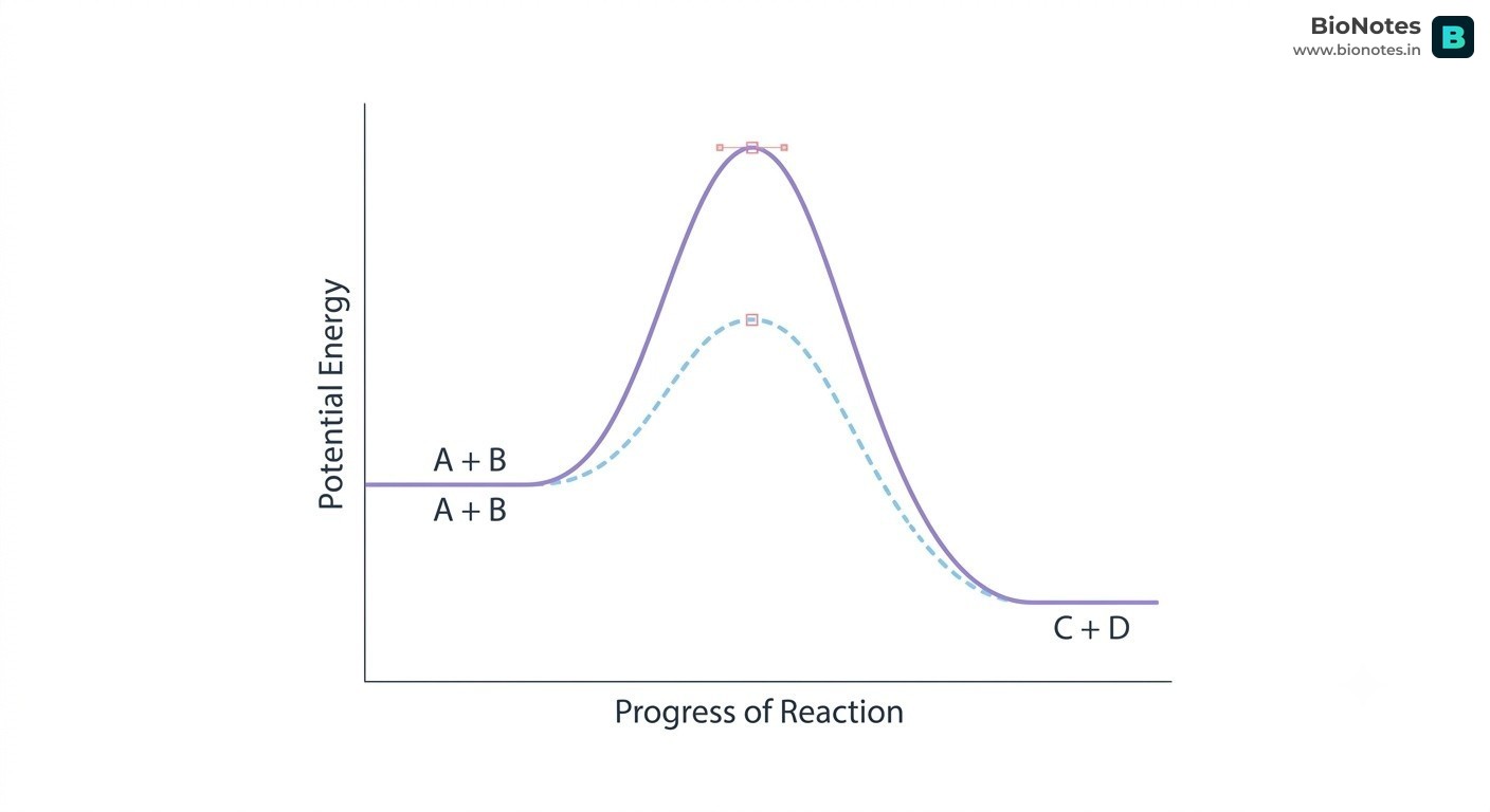 Enzyme Activation Energy