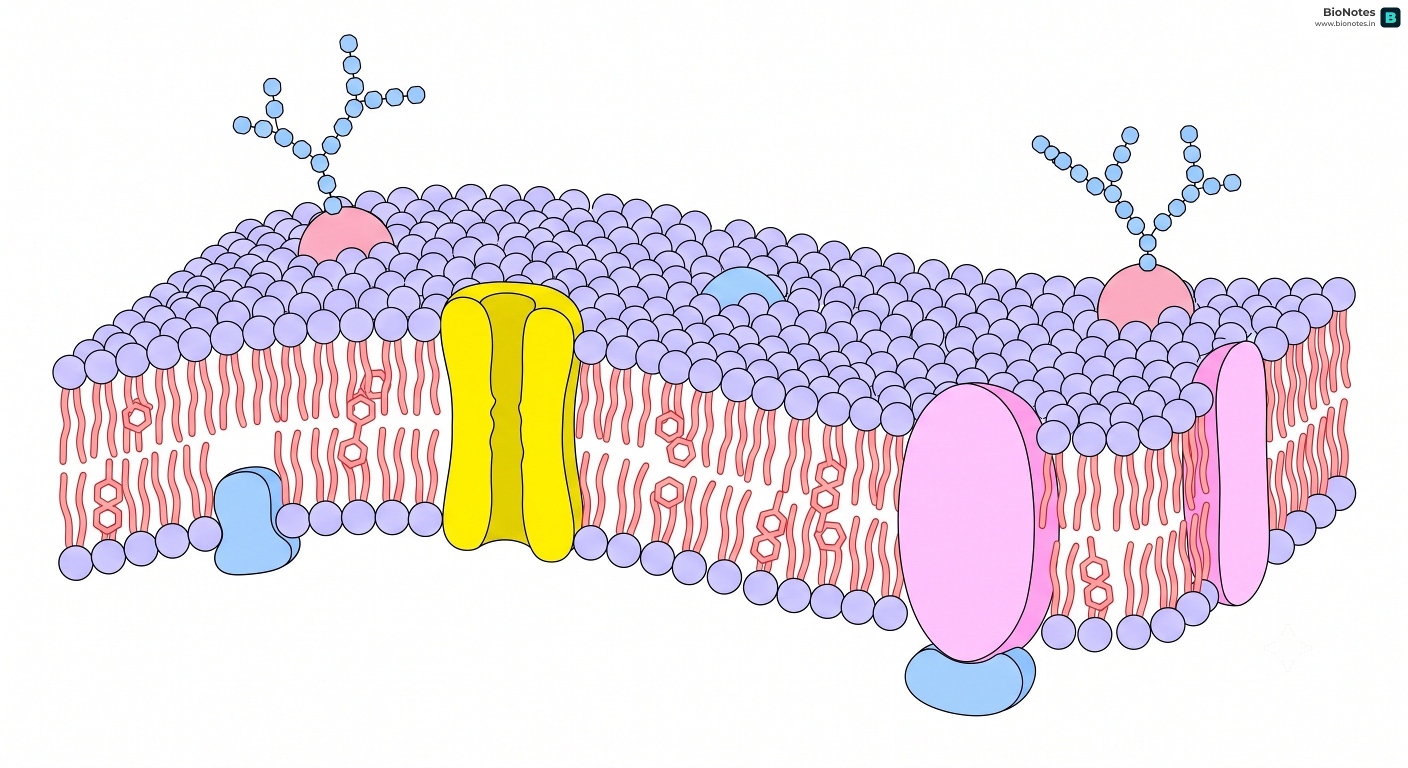 Fluid Mosaic Model