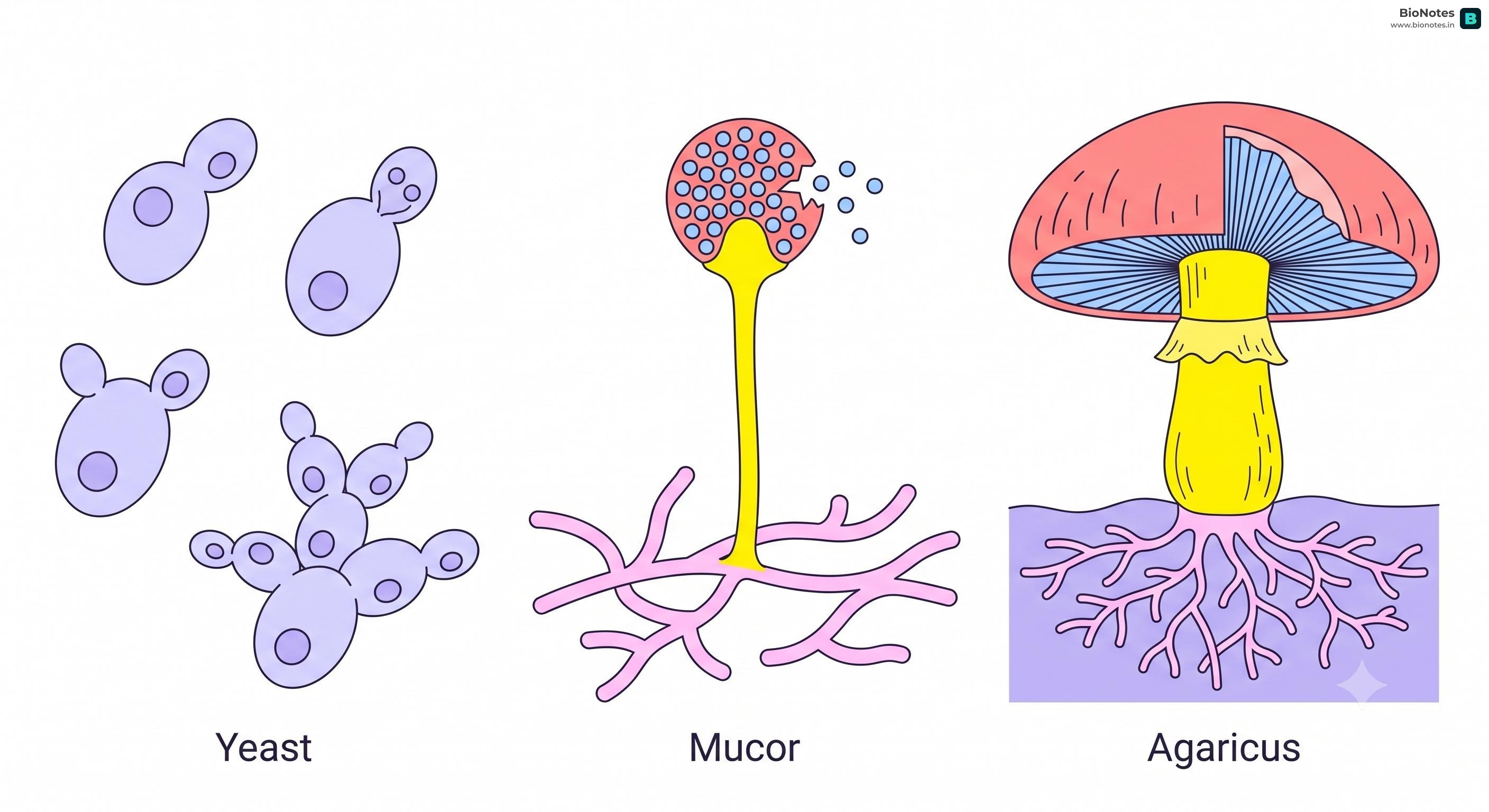 Fungi Types