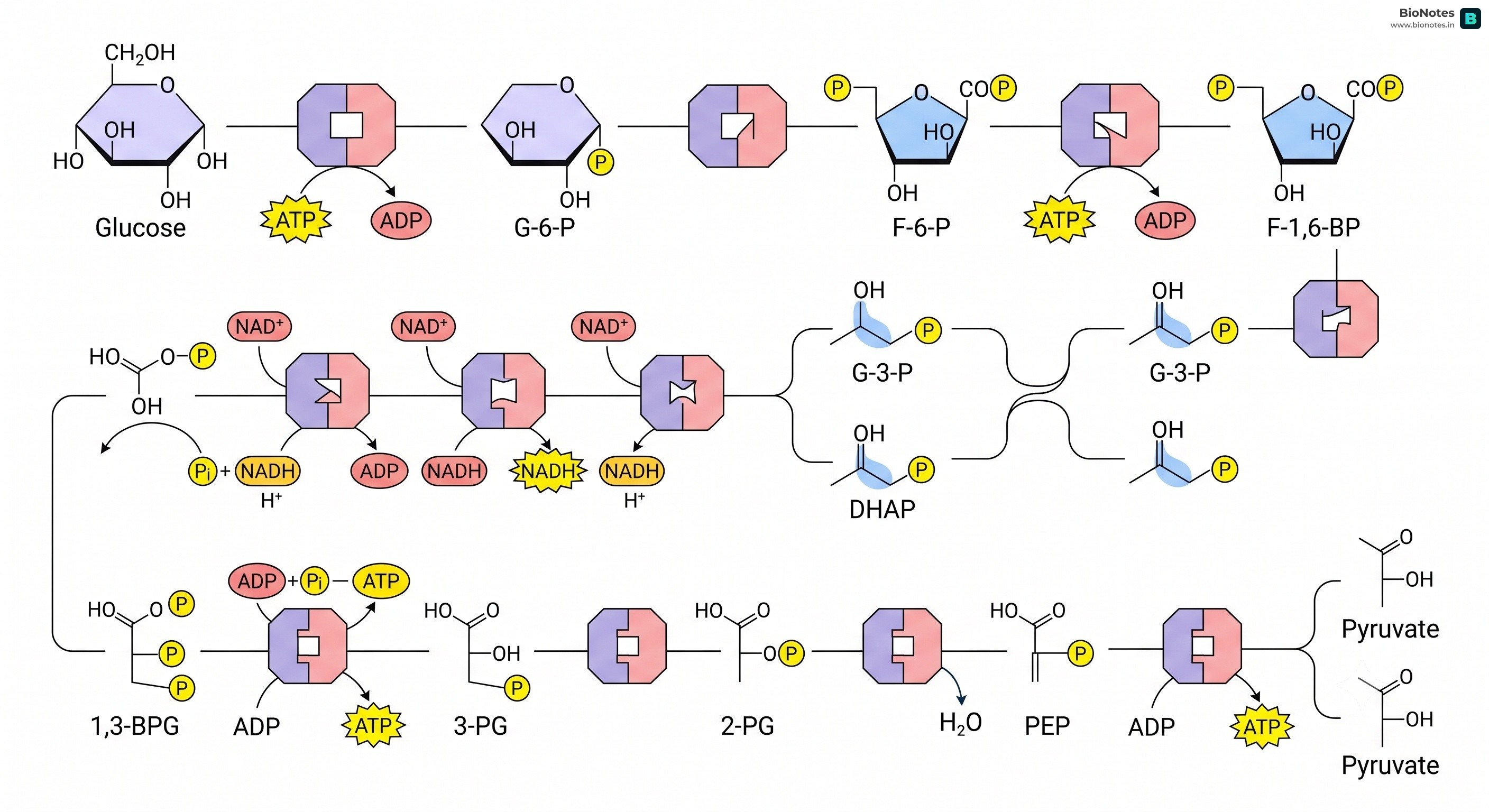 Glycolysis Emp Pathway