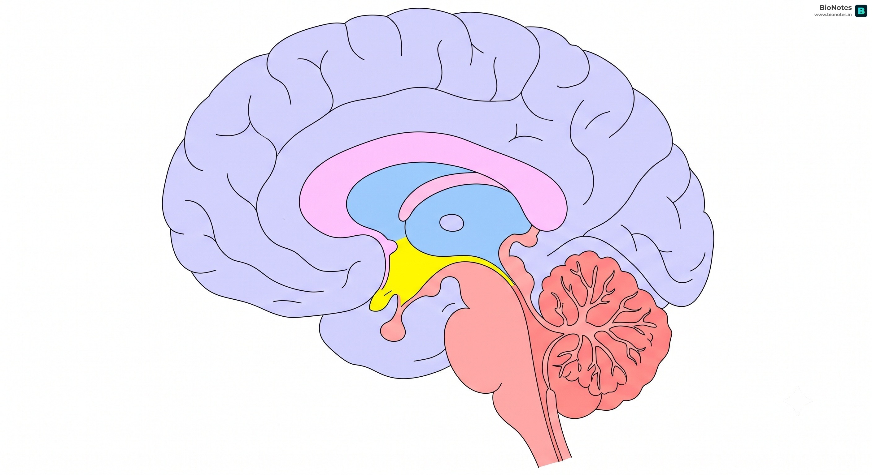 Human Brain Dissected