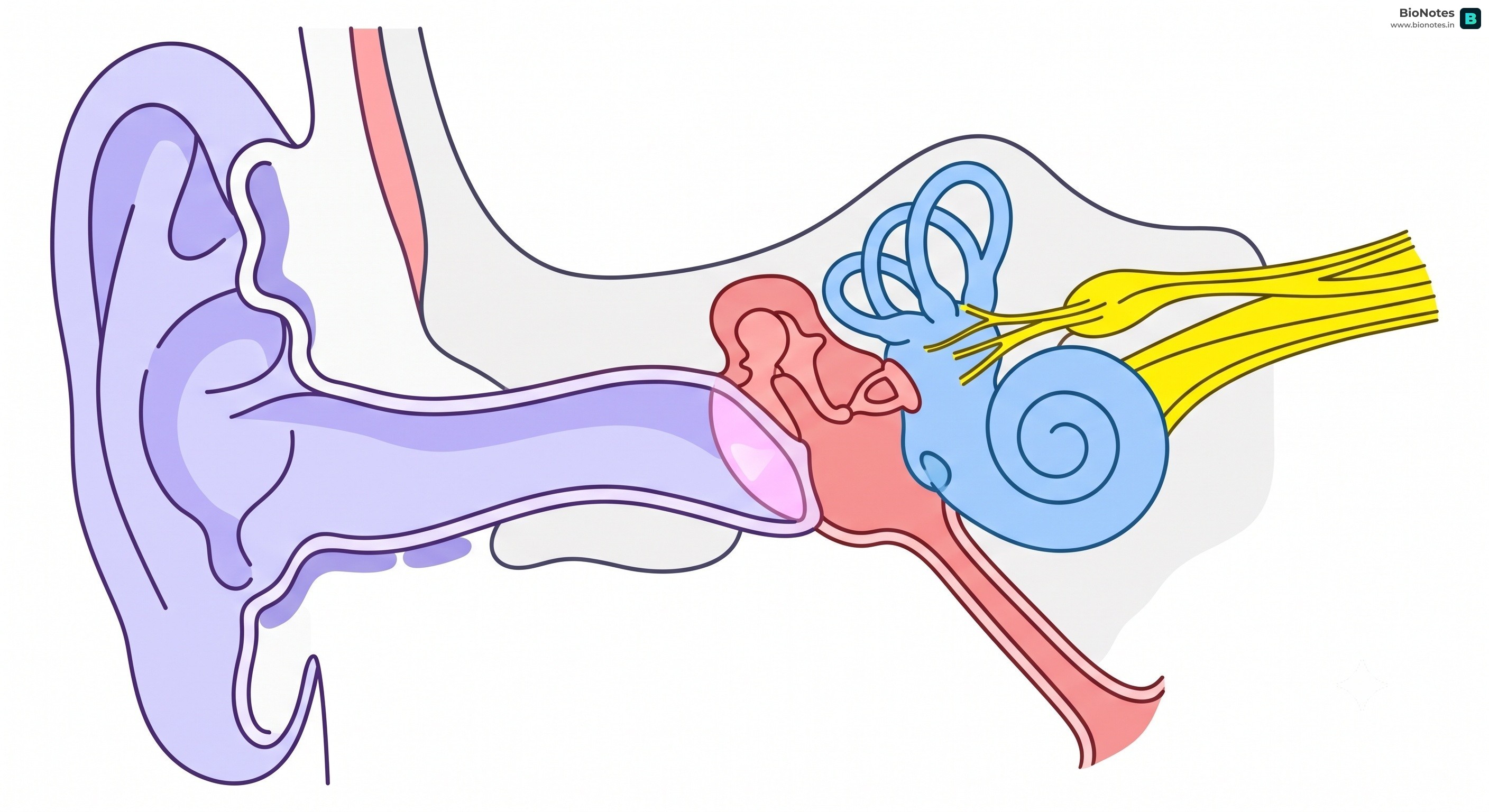 Human Ear