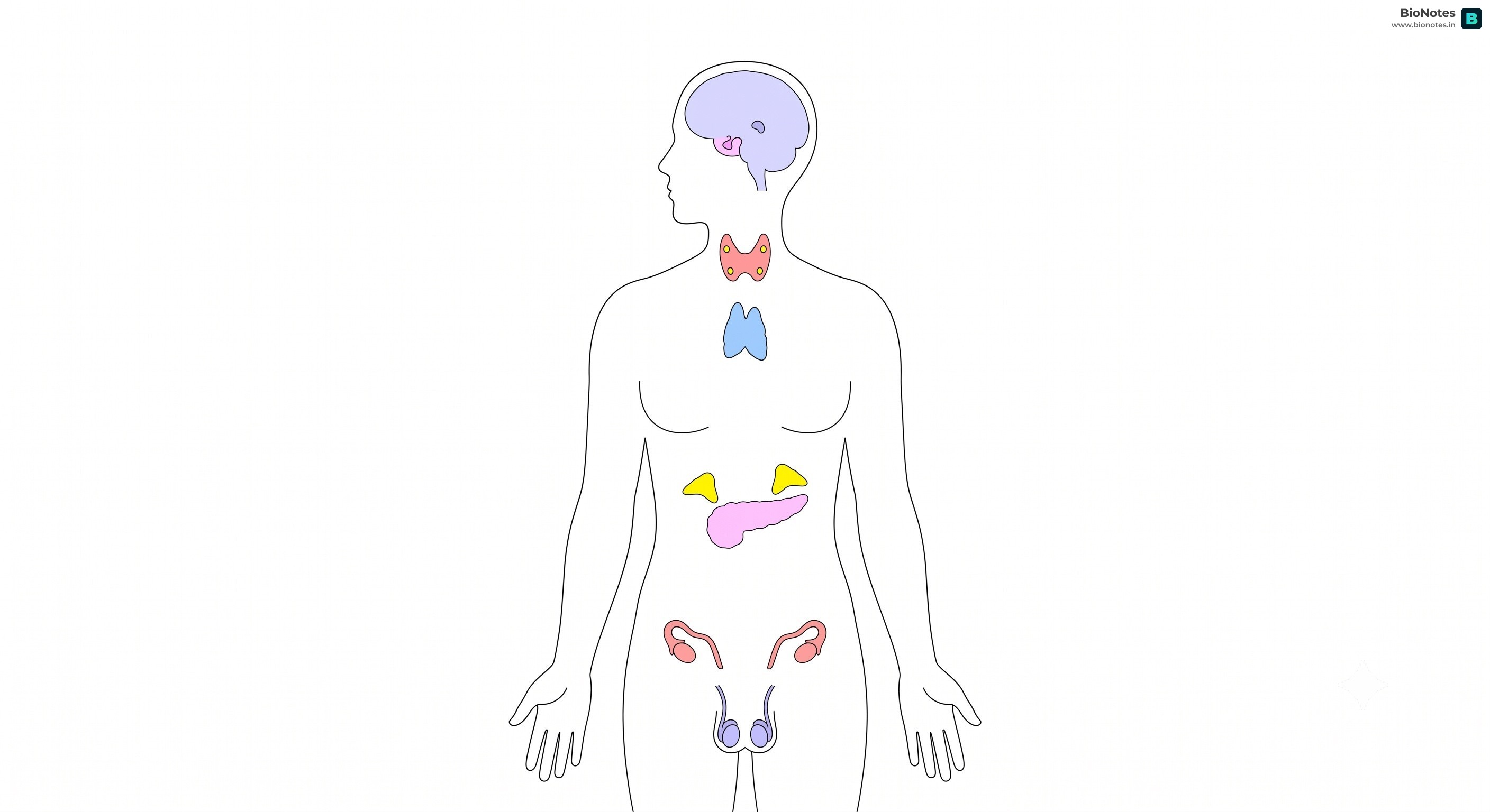 Human Endocrine Glands Location