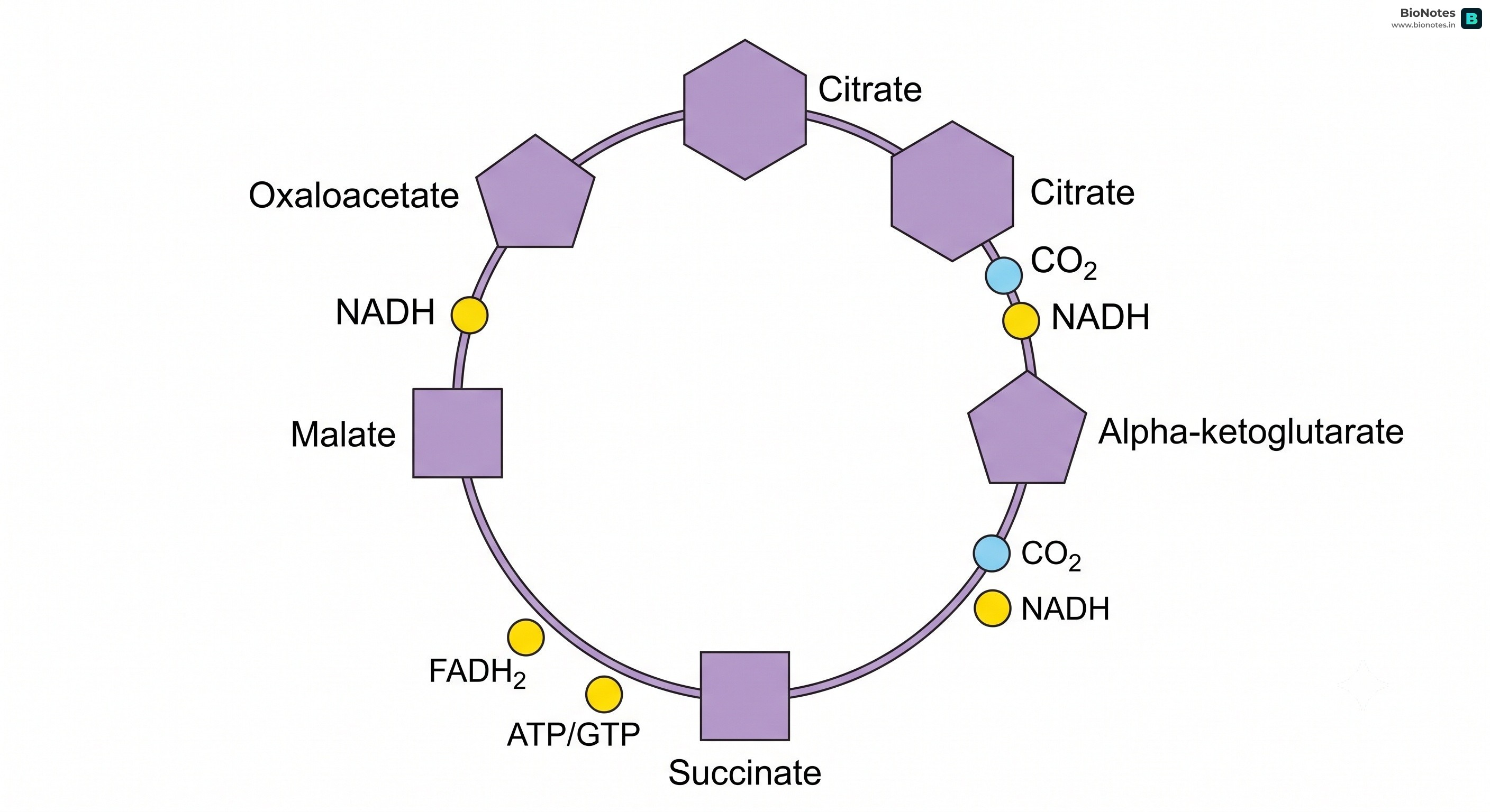 Krebs Cycle