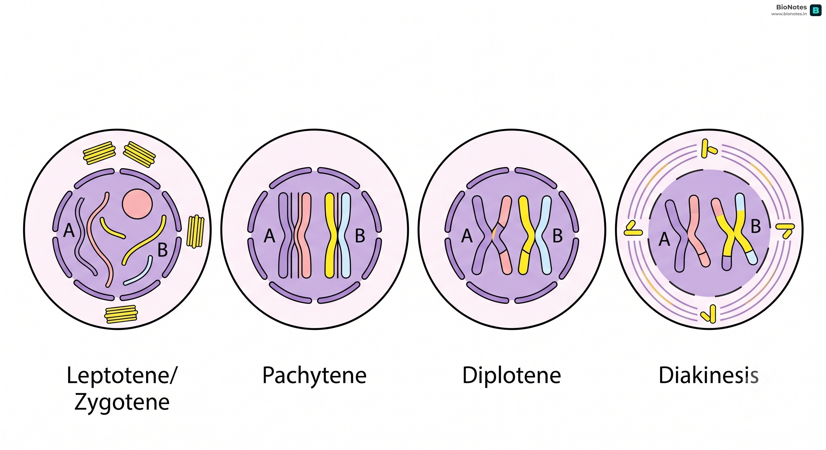 Meiosis Stages