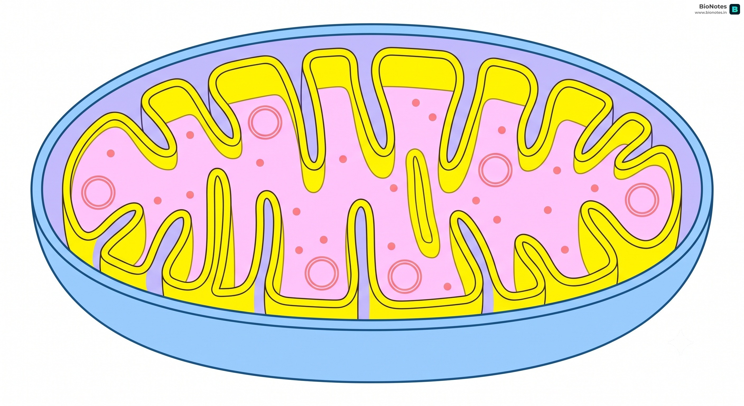 Mitochondrion