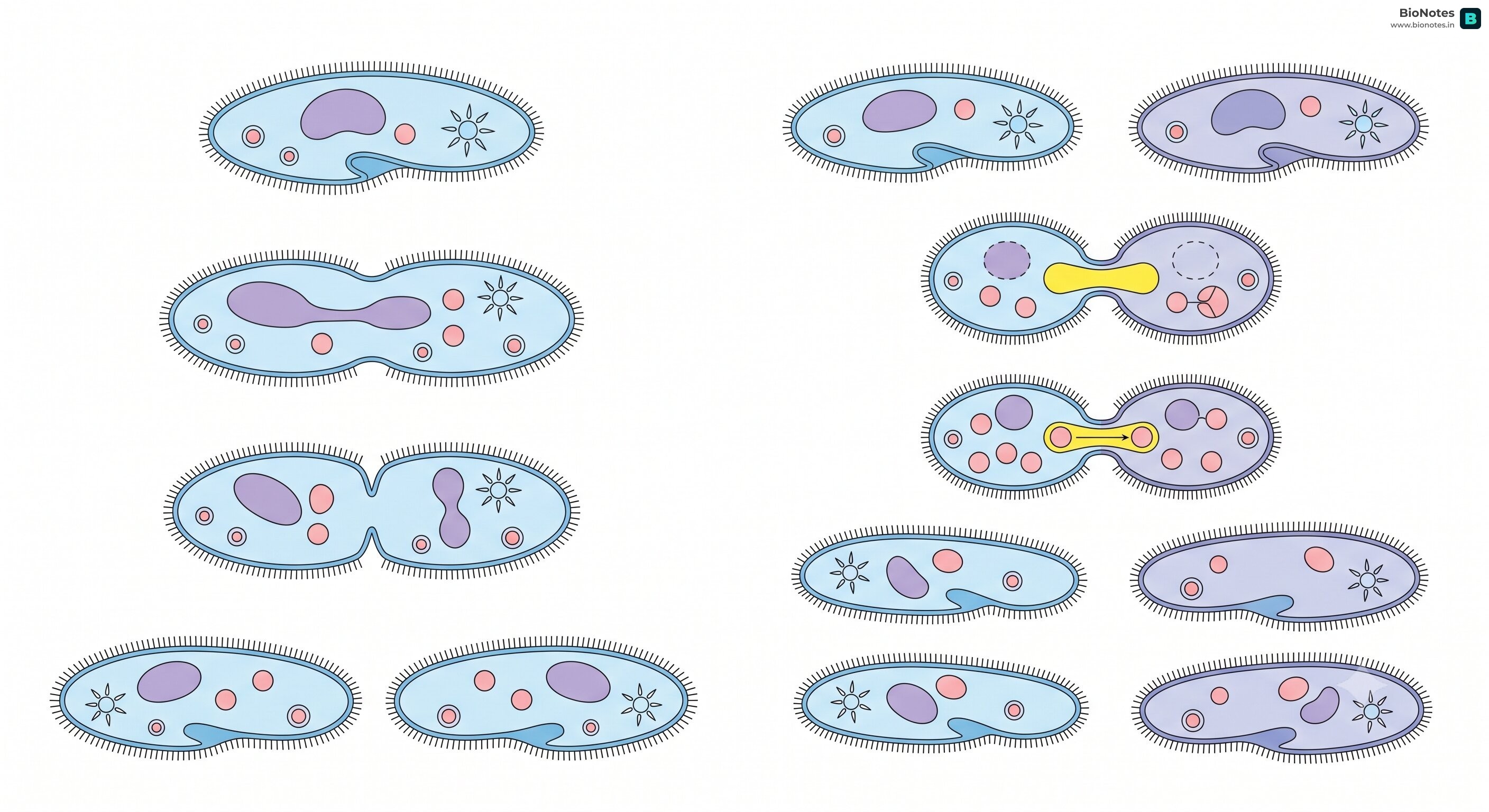 Paramecium Life Cycle