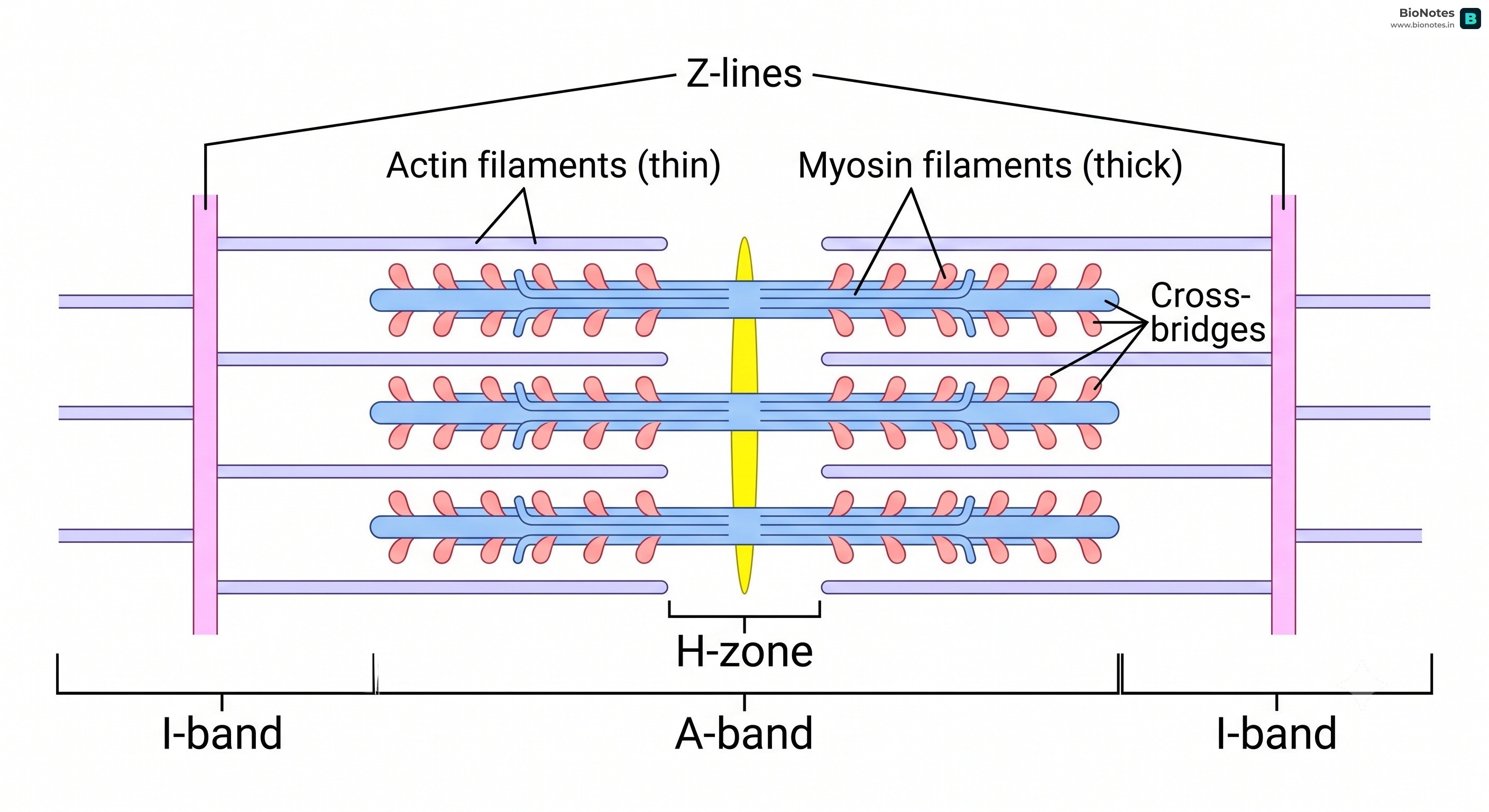 Sarcomere.Png
