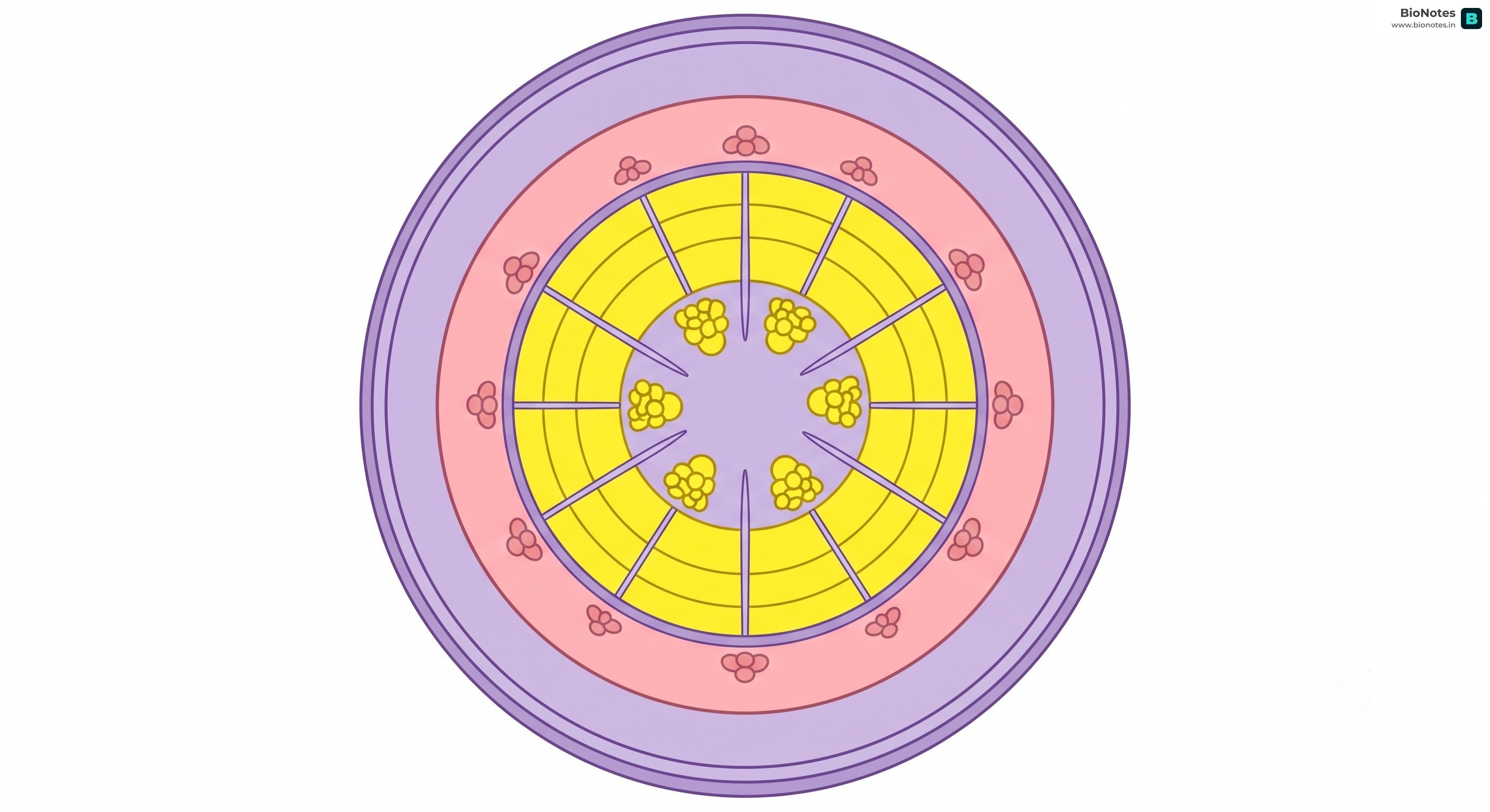 Secondary Growth