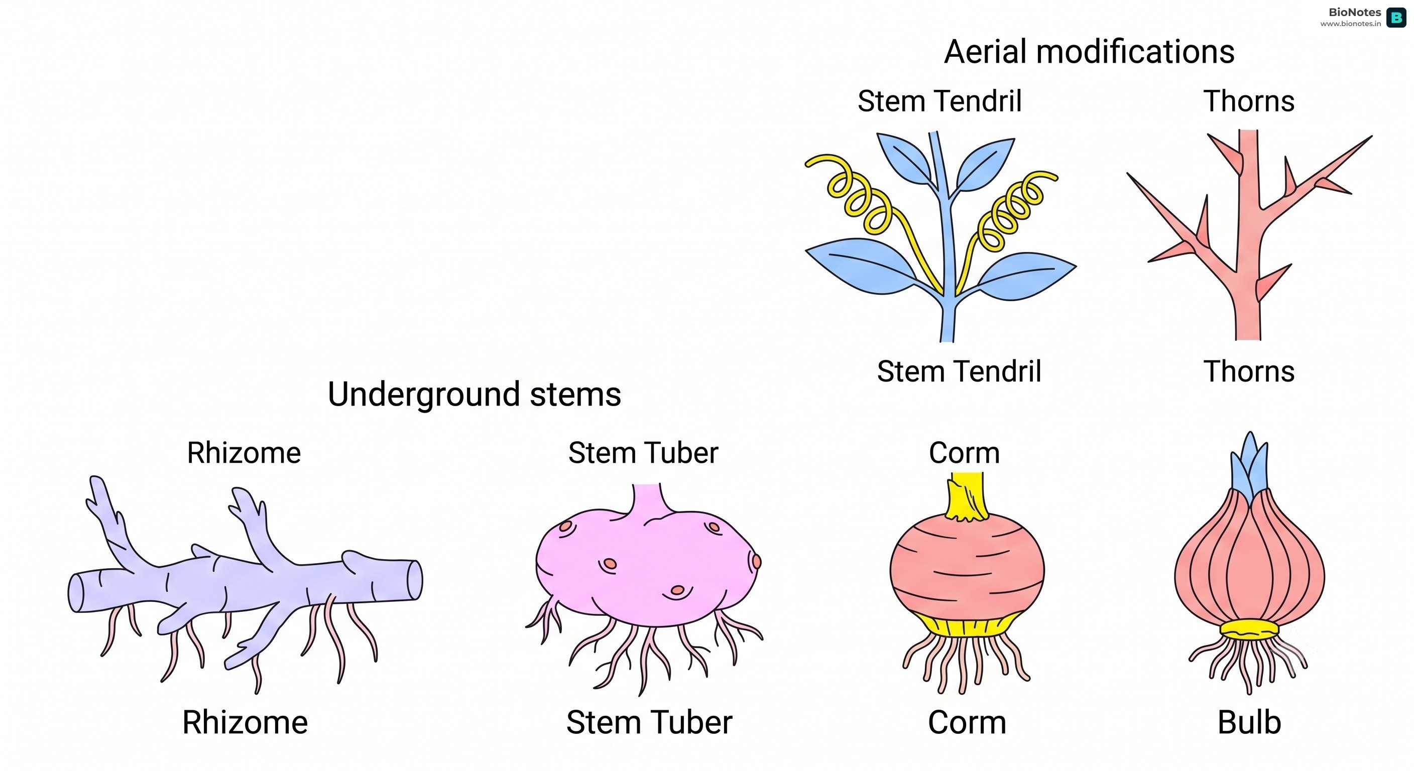 Stem Modifications