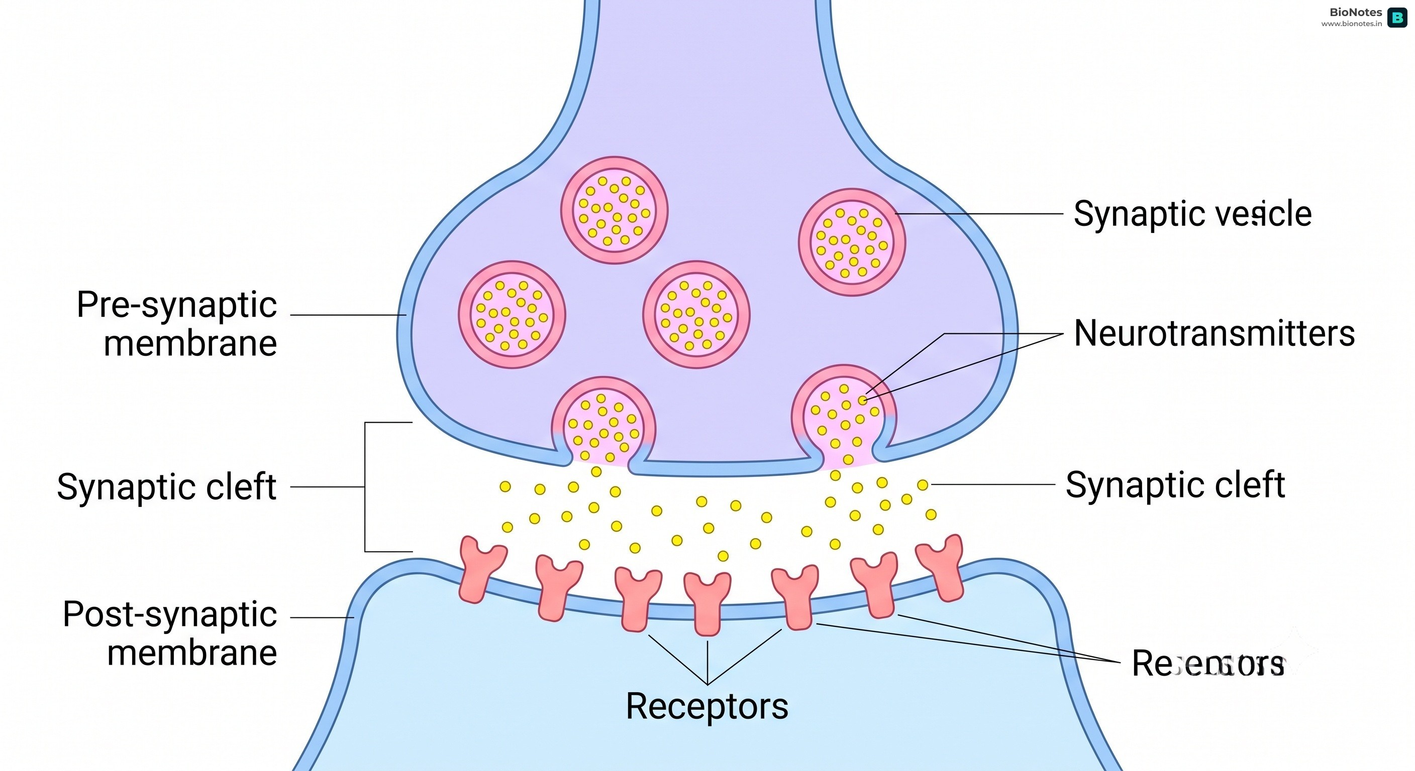 Synapse