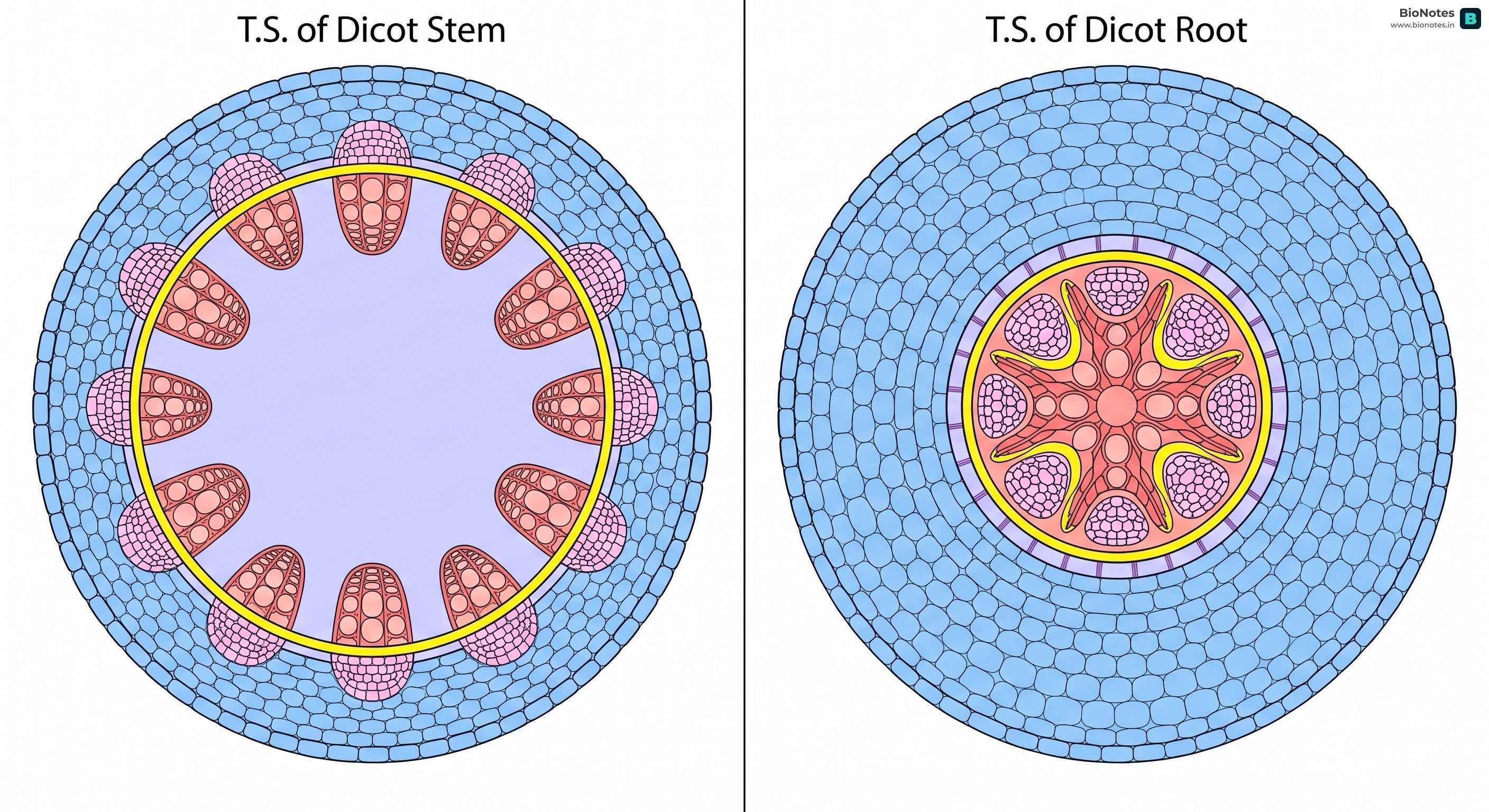 Ts Dicot Shoot Root