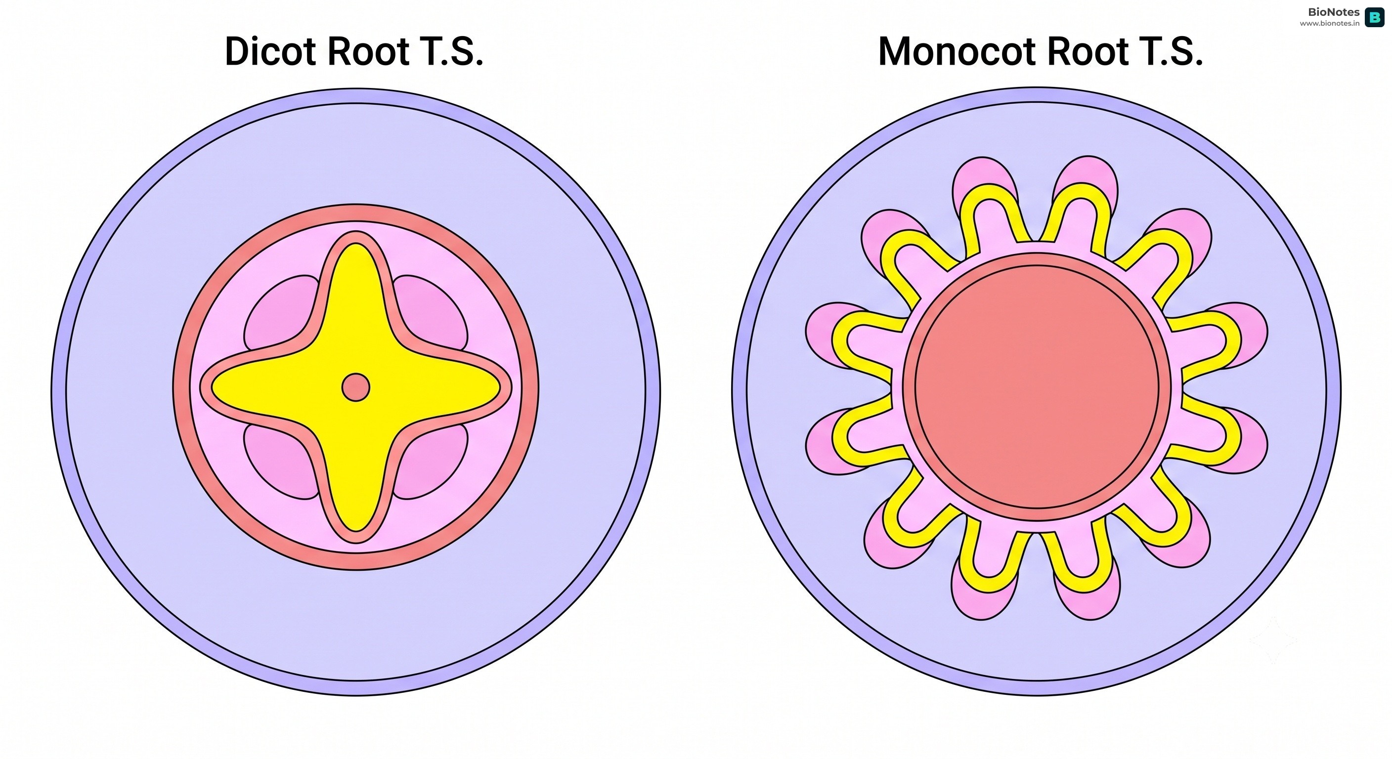 Ts Dicot Vs Monocot Root
