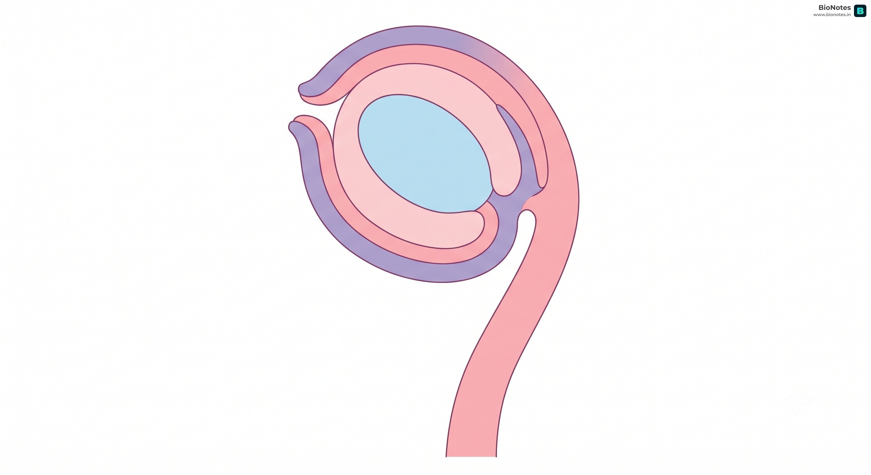 Anatropous Ovule