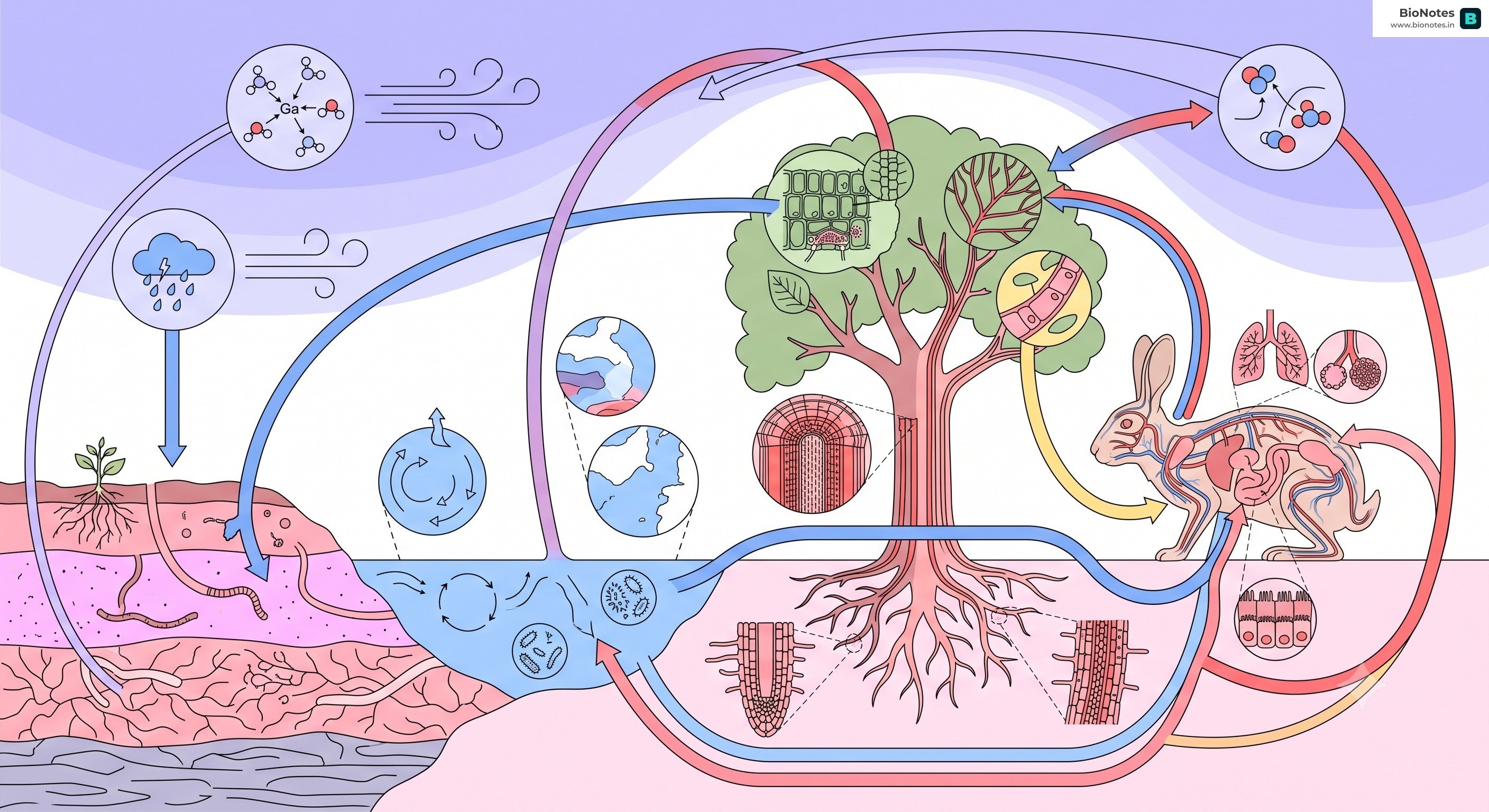 Biogeochemical Cycle