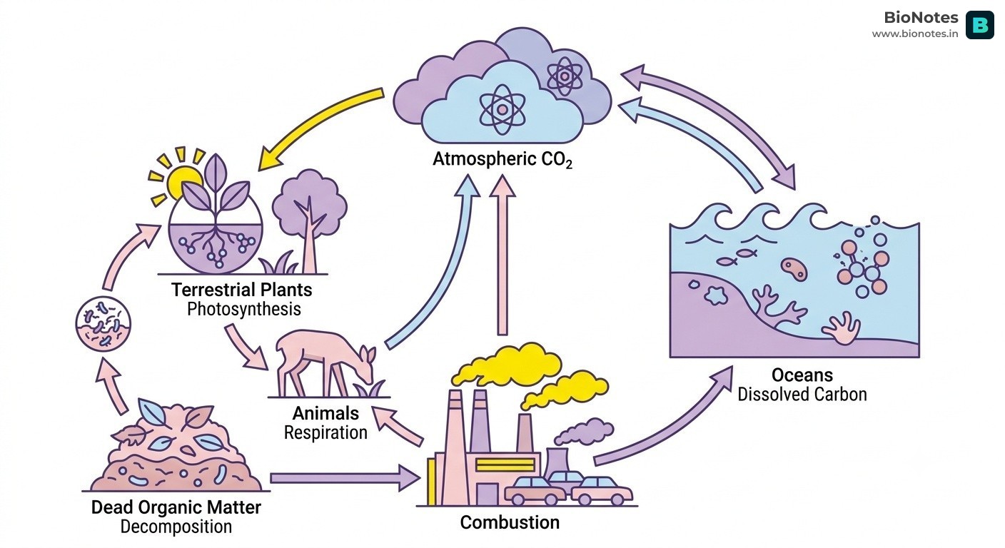 Carbon Cycle