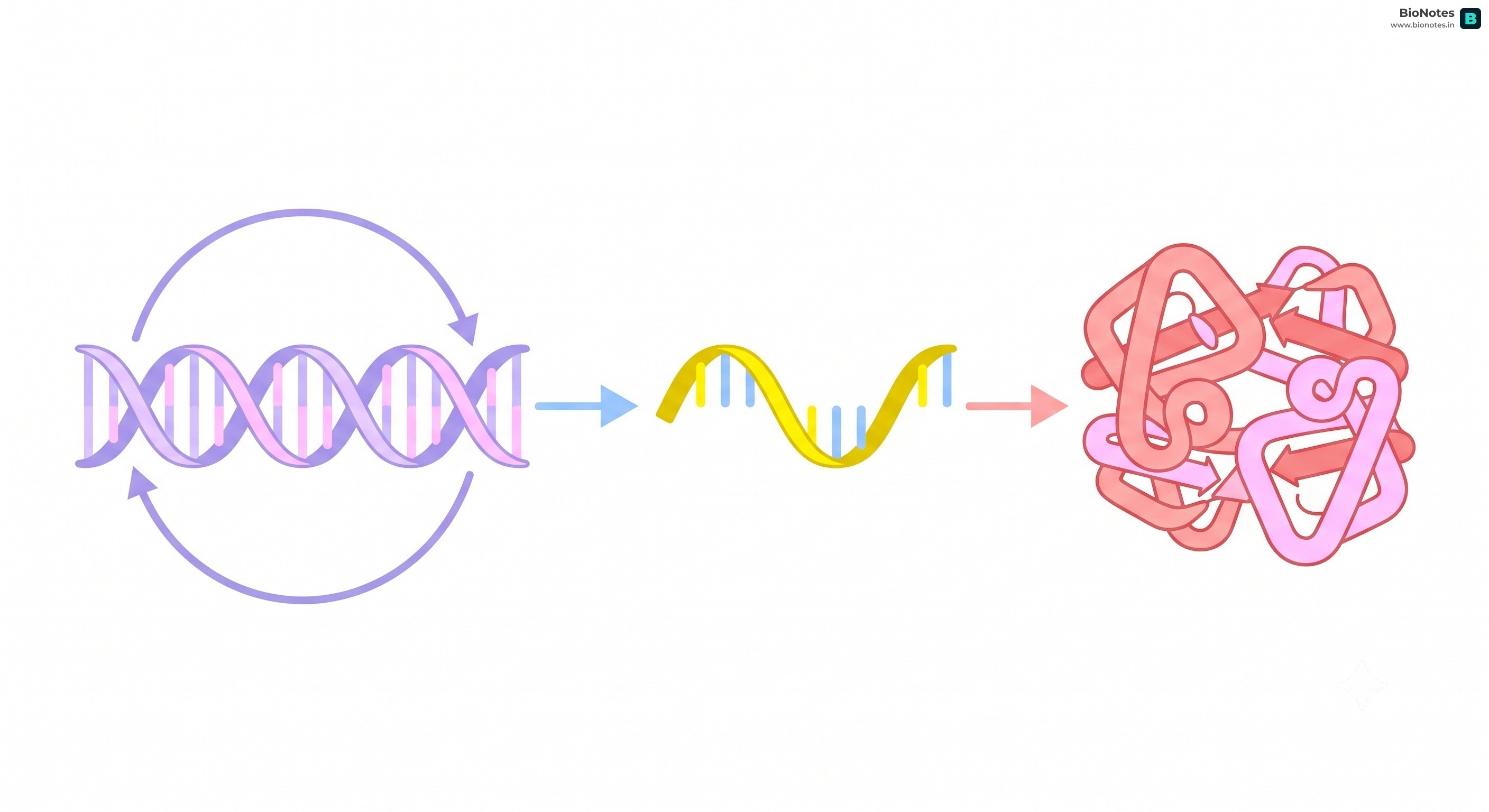Central Dogma