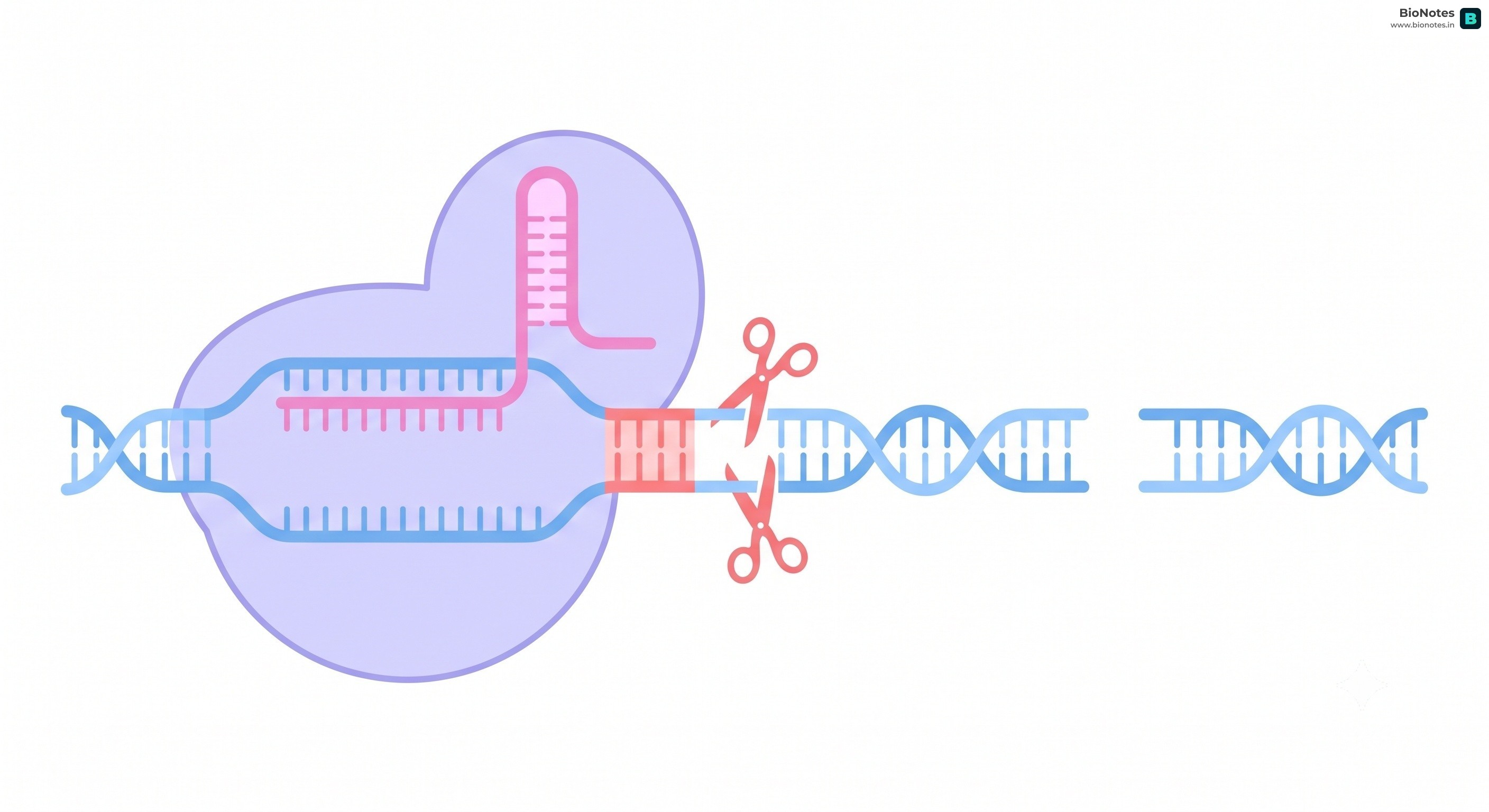 Crispr