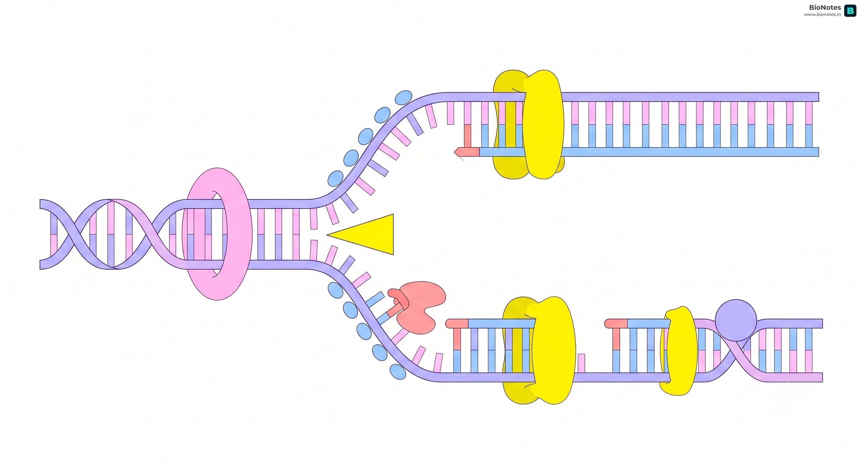 Dna Replication