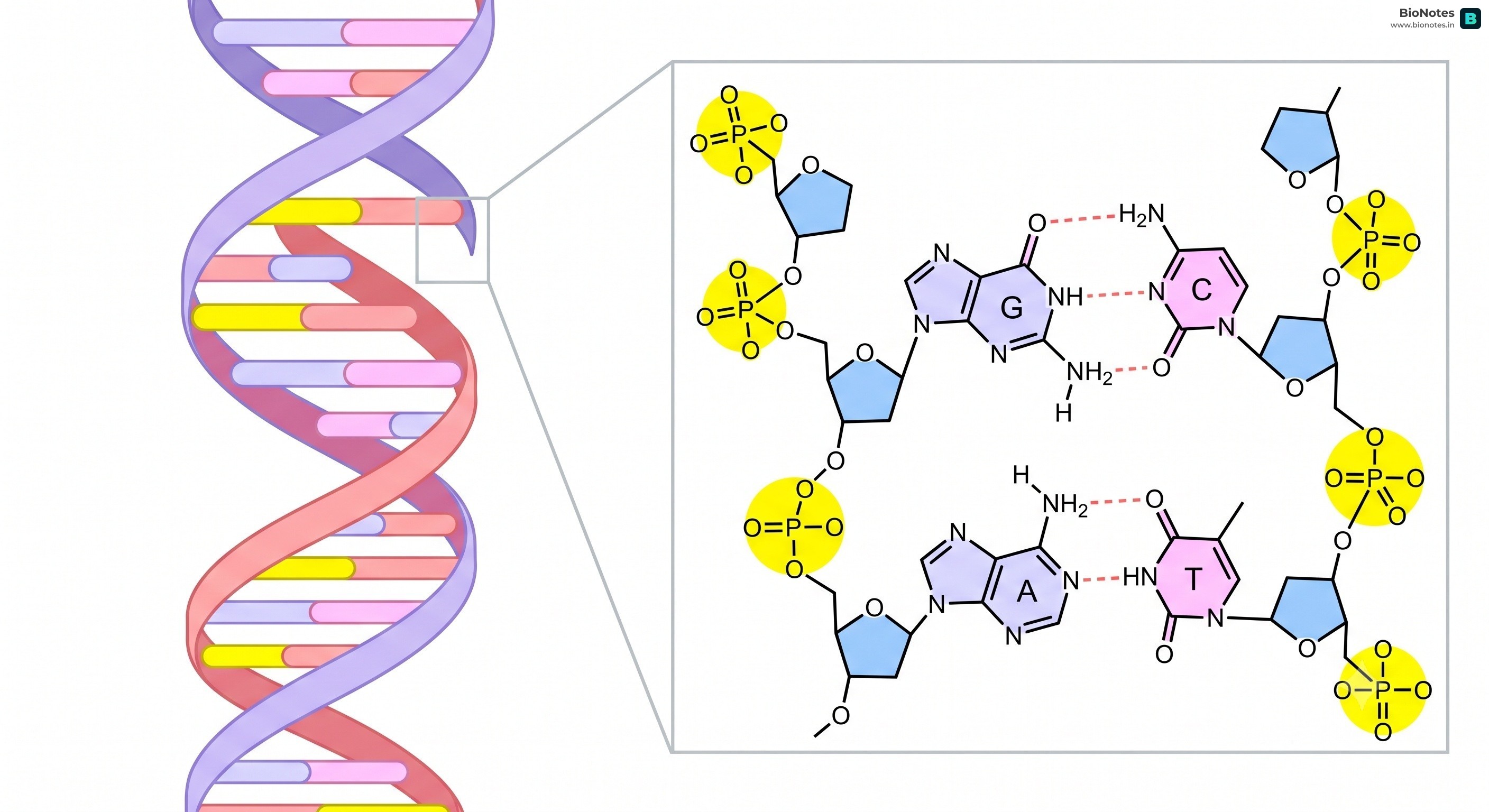 Dna Structure