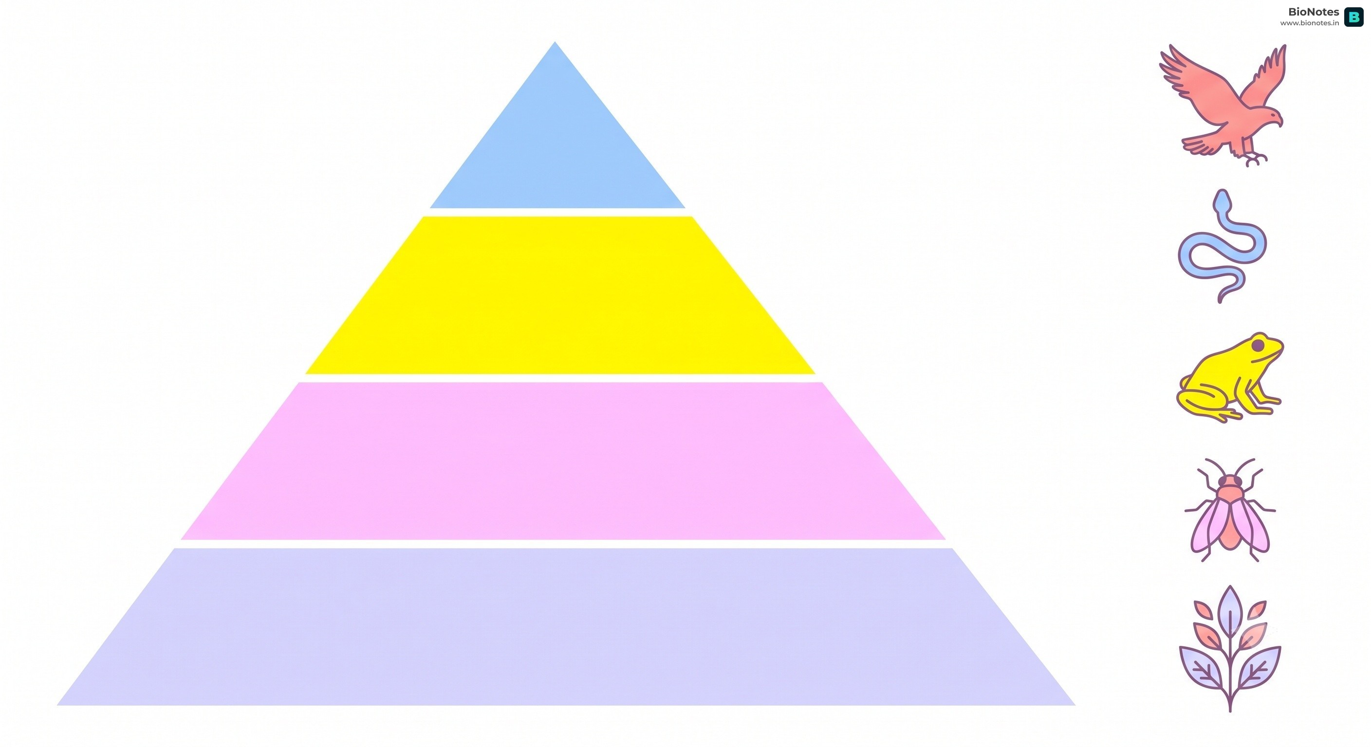 Ecological Pyramids