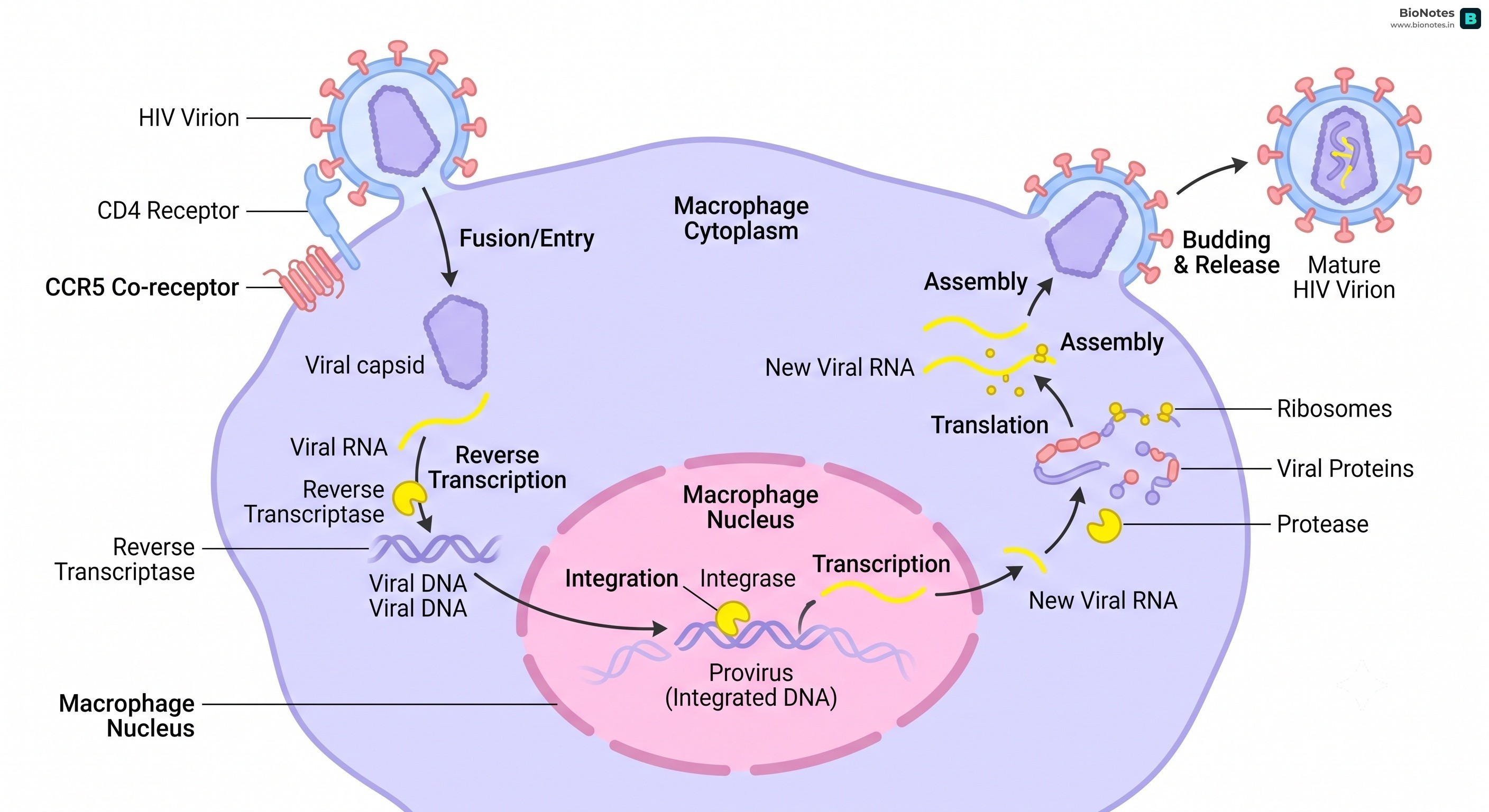 Hiv Lifecycle