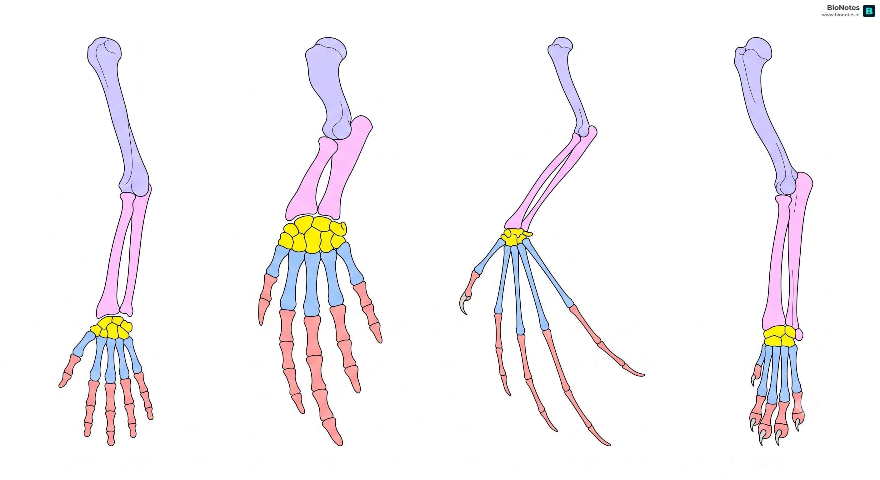 Homologous Organs