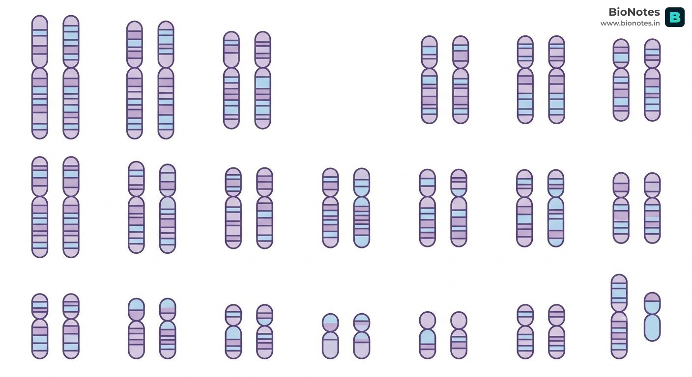 Human Karyotype