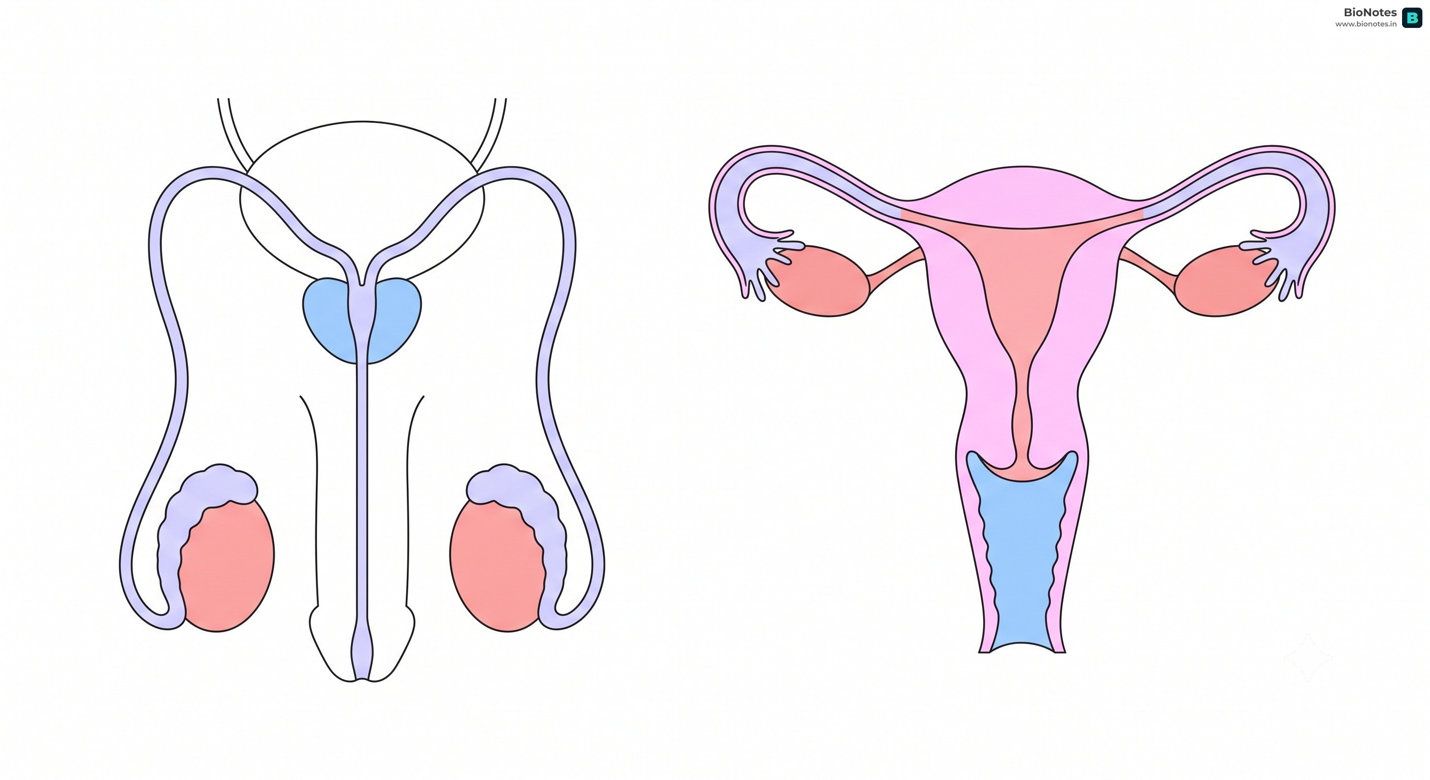 Human Reproductive Systems