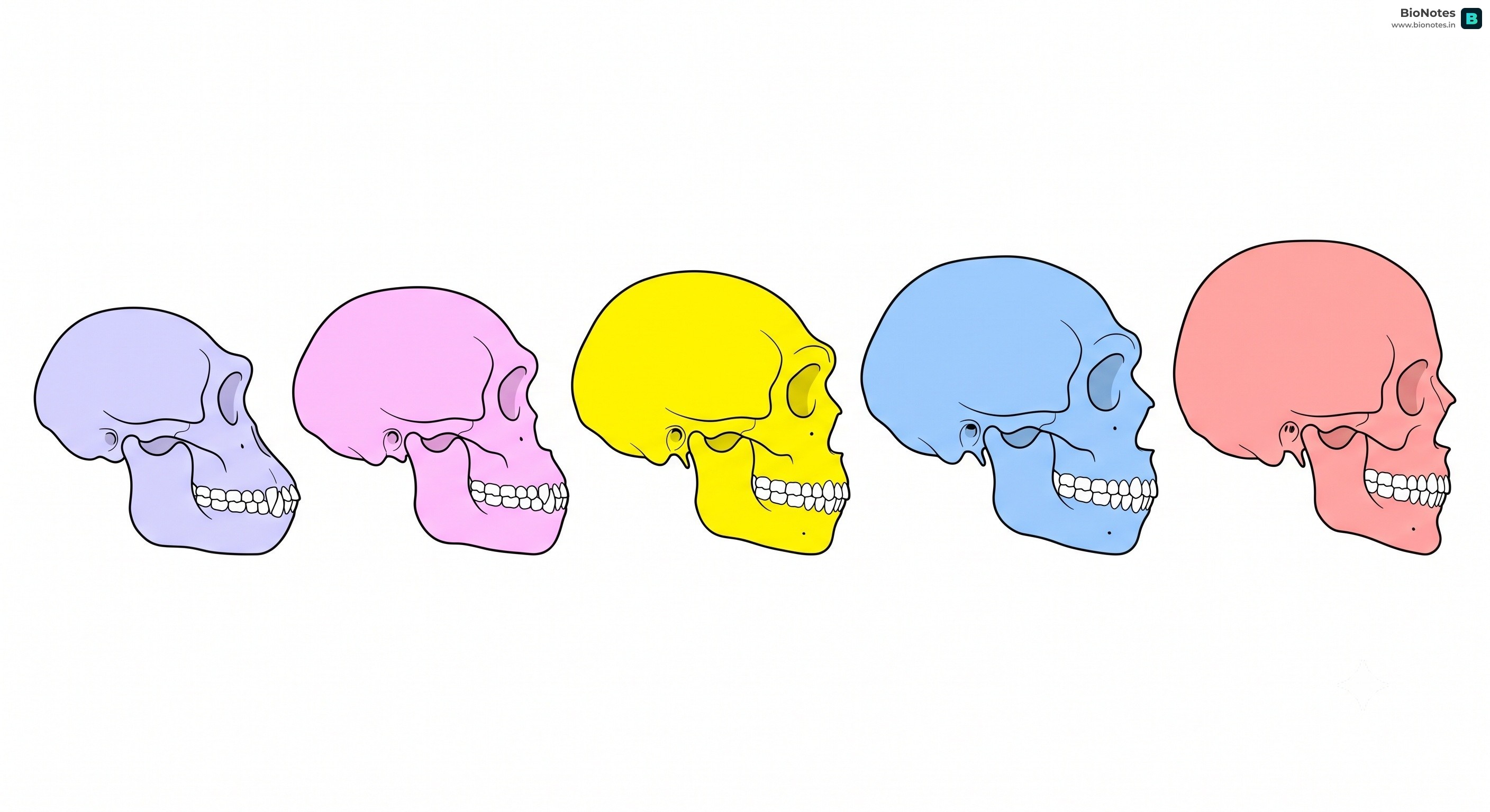 Human Skull Evolution