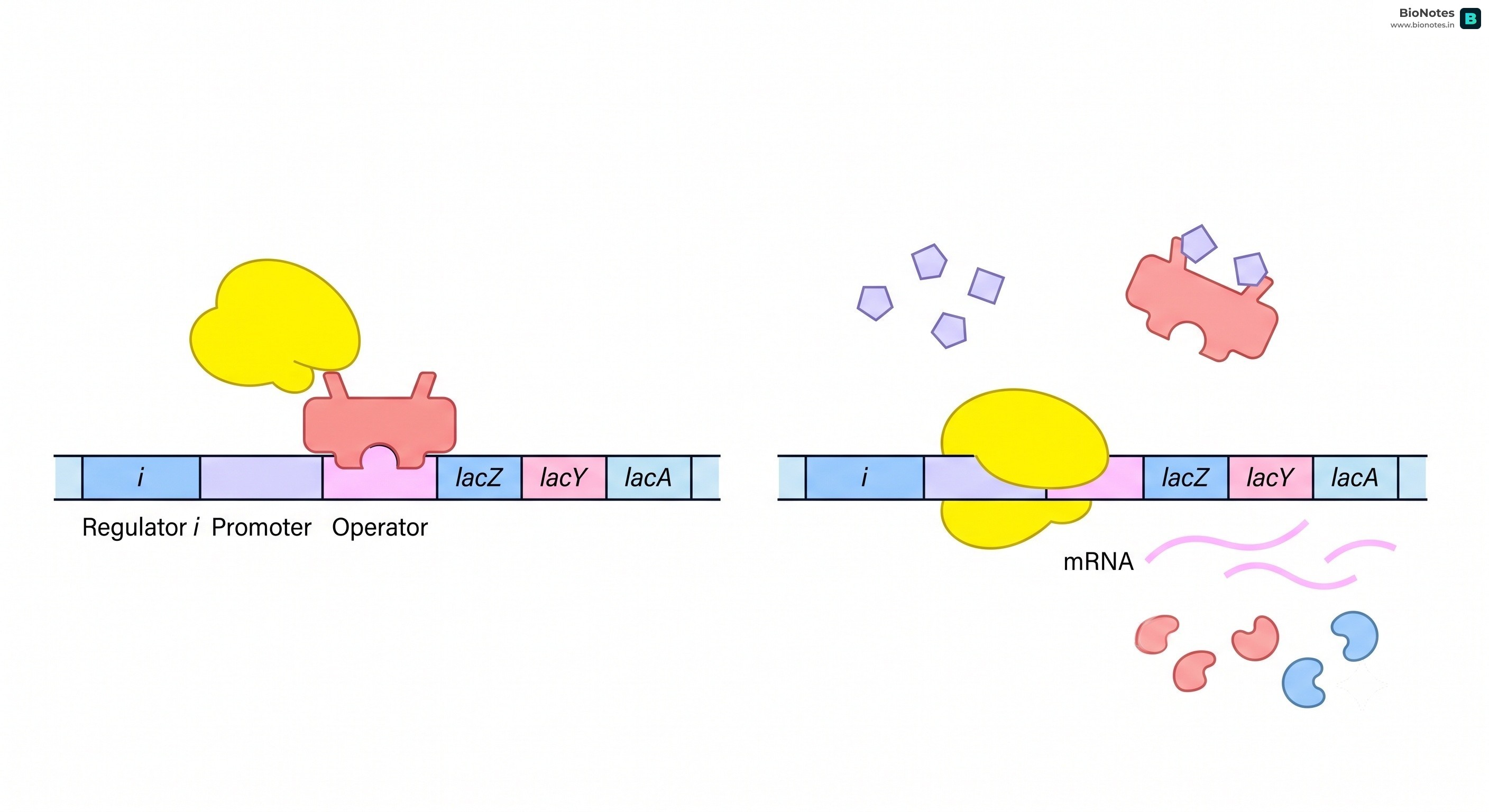 Lac Operon