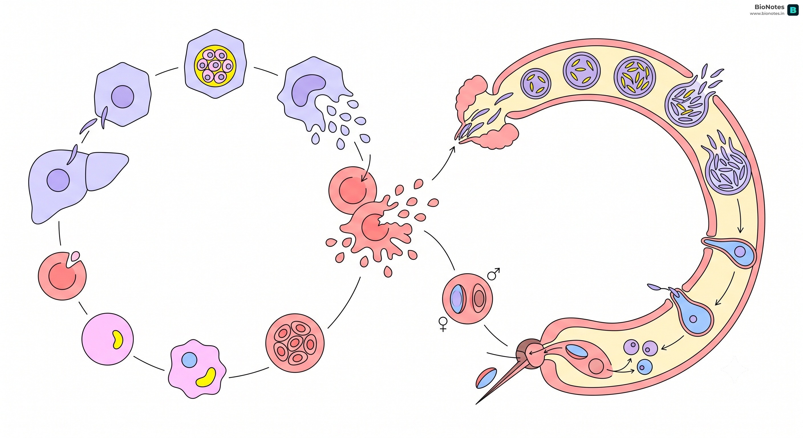 Malaria Lifecycle