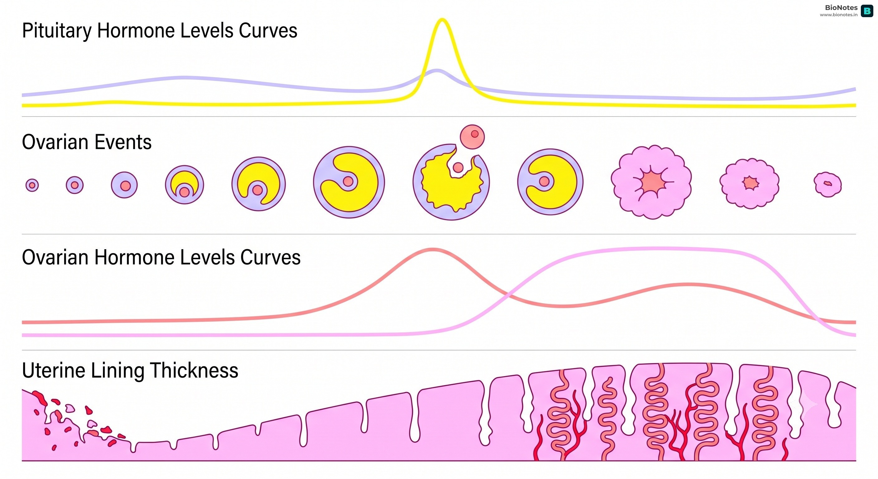 Menstrual Cycle