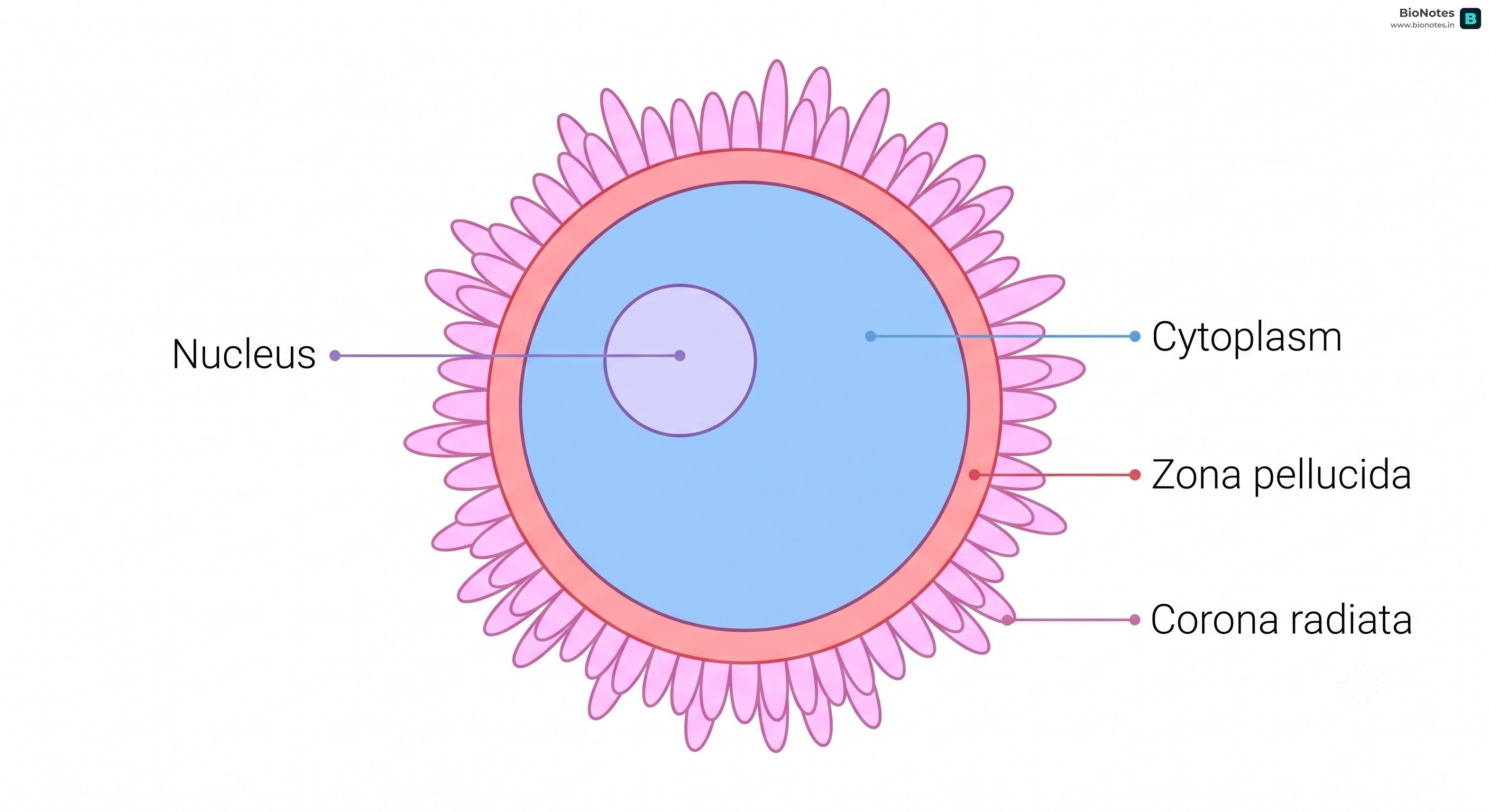Ovum