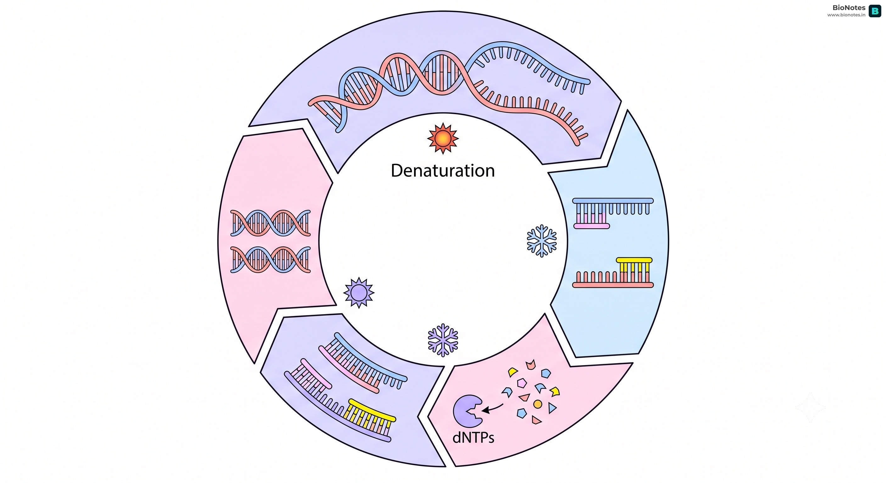 Pcr Cycle