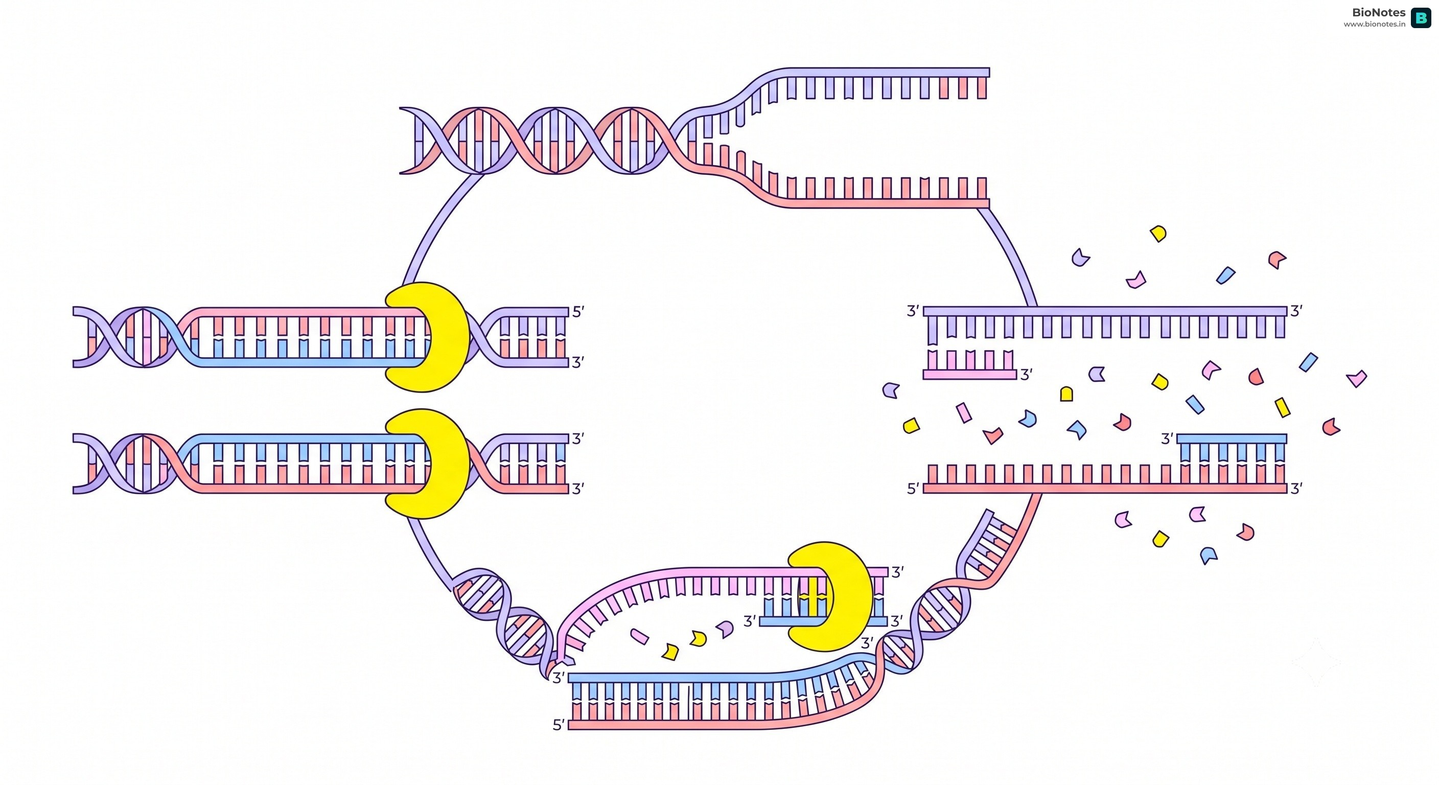 Pcr Dna Duplication