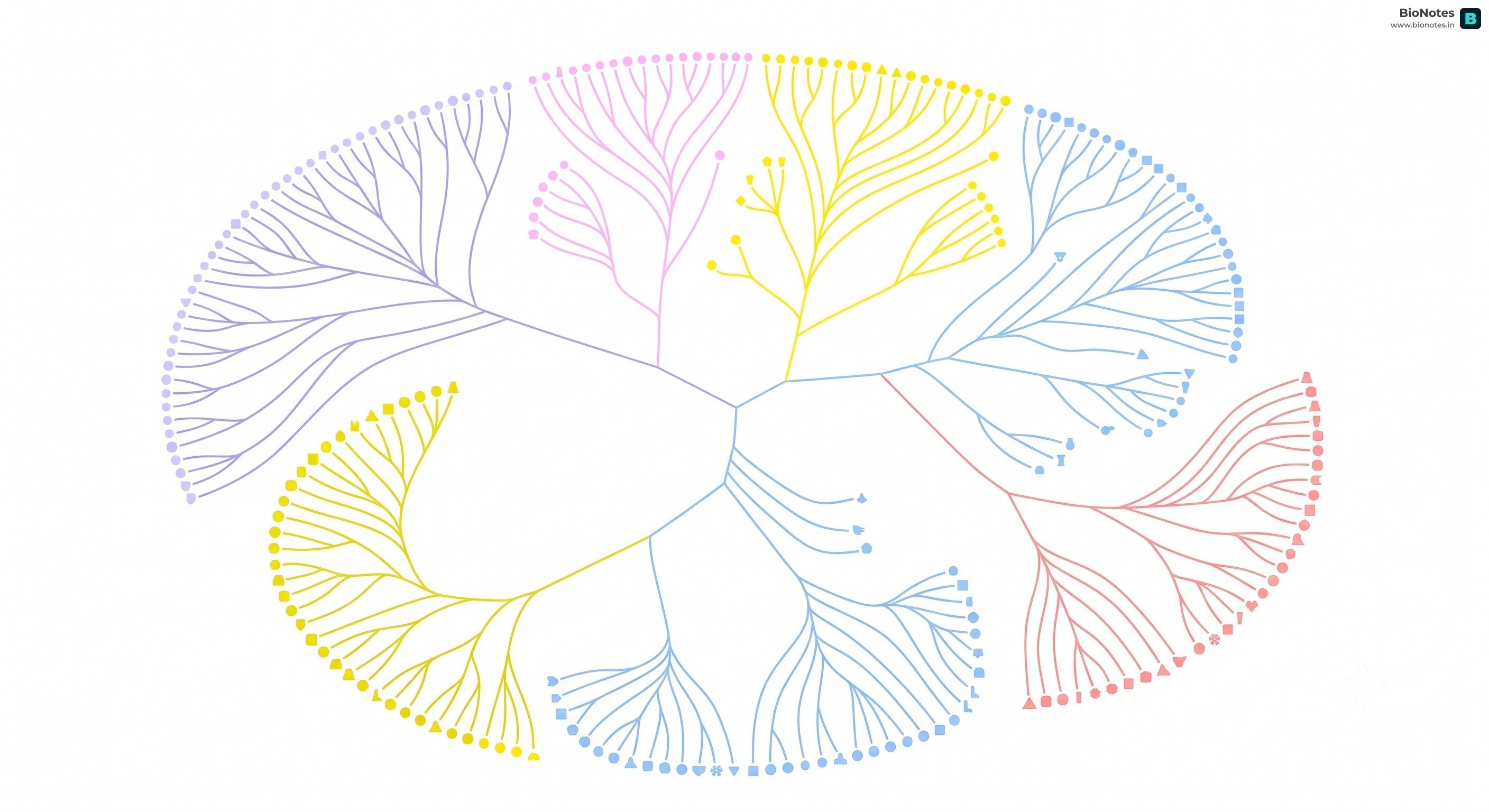 Phylogenetic Tree